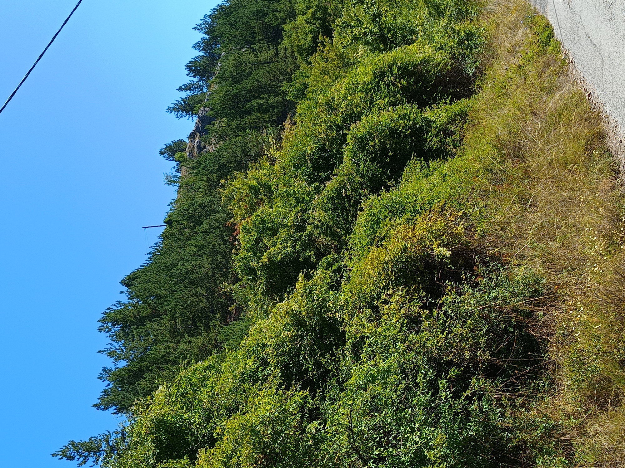 The image captures a view of a steep, forested hillside adjacent to a paved road. The hillside is covered with dense green foliage, including deciduous trees and bushes in the foreground and coniferous trees higher up. The sky is clear and blue. A power line runs diagonally across the upper right portion of the image. The scene appears to be in Kralev Dol, Bulgaria, given the context provided.