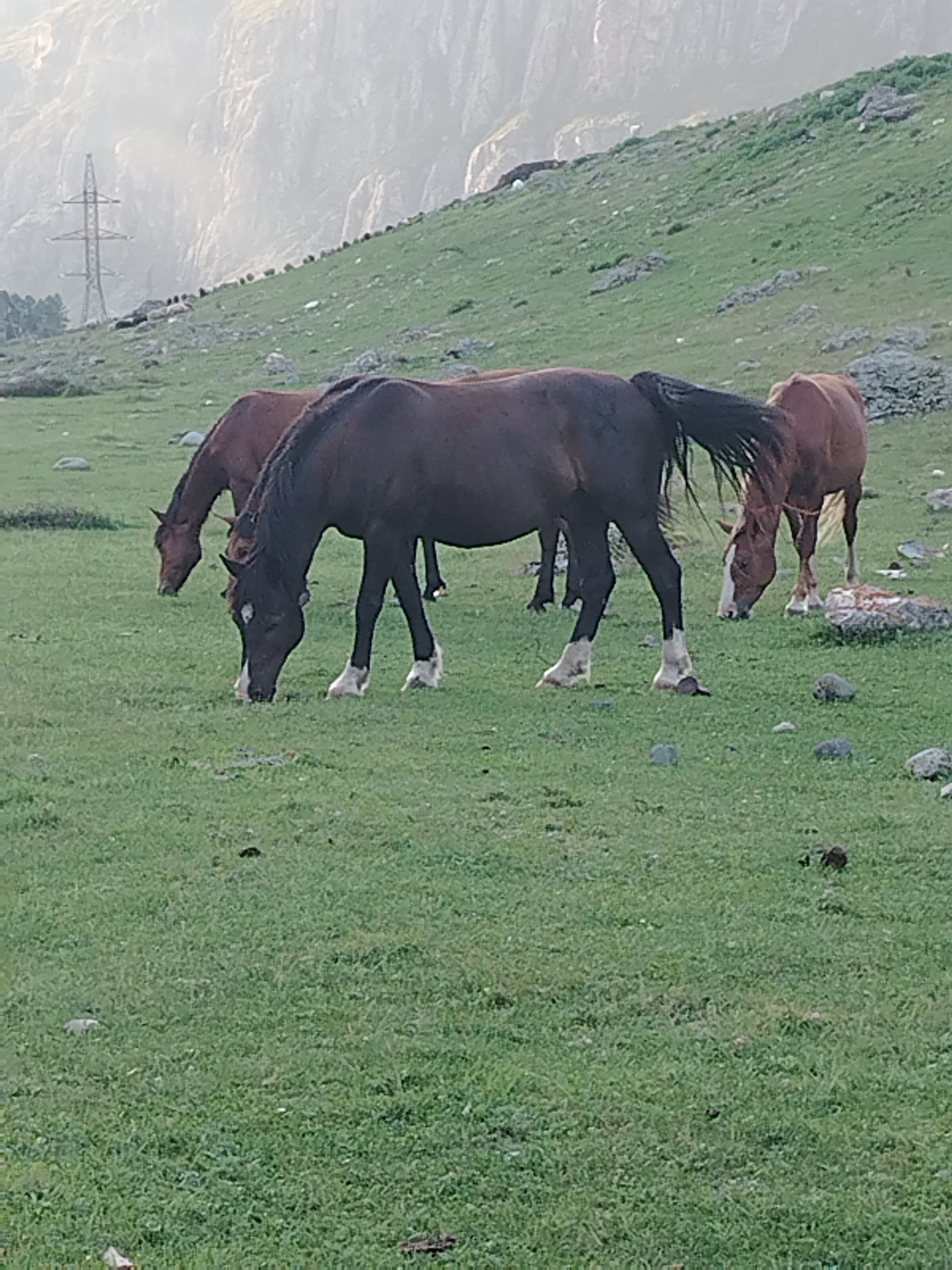 In Iodro, Russia, three horses graze on a grassy hillside in a mountainous region. The largest horse, a dark brown stallion, is in the foreground, facing left and eating grass. Its hind legs are white-stockinged. To its left, a lighter brown horse, possibly a mare, also grazes. Further to the right, another brown horse with a white blaze on its face is eating grass. The background features a steep, rocky mountain slope with scattered boulders and sparse vegetation. A tall, metal power transmission tower stands on the left side of the hill. The sky is hazy, suggesting a cloudy or misty day.