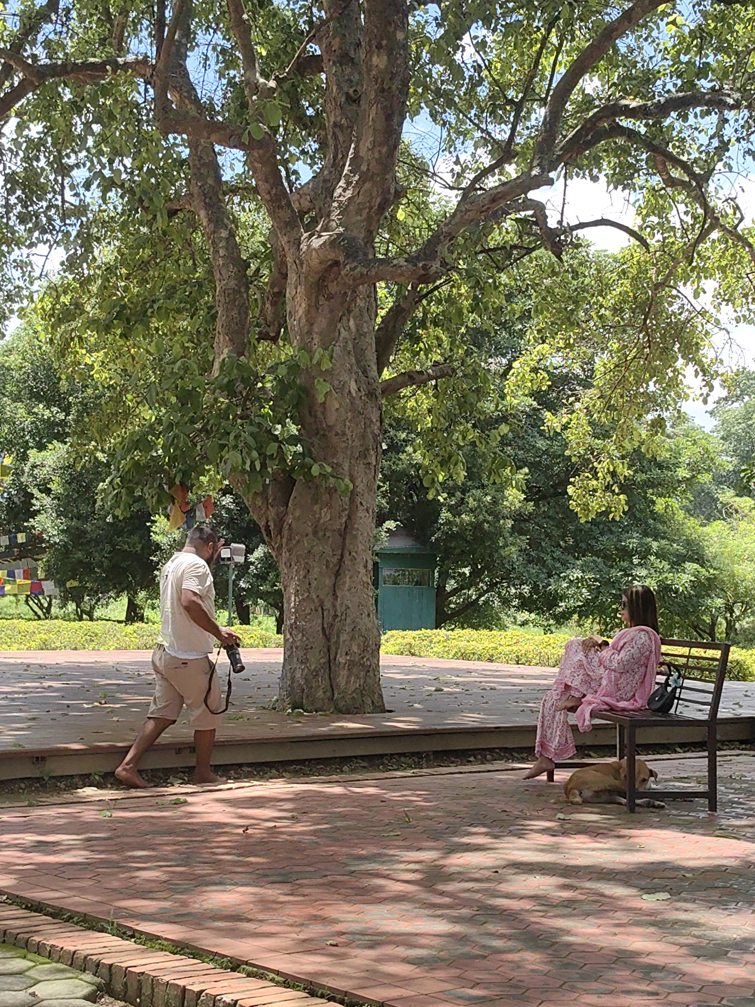 In Lumbini Bazaar, Nepal, a man with a camera walks on a brick-paved path near a large tree. He is wearing a light-colored t-shirt and shorts, and is barefoot. To his right, a woman in a pink outfit sits on a wooden bench, her legs crossed and her head tilted down. Next to the bench, a tan dog lies curled up on the ground. In the background, colorful prayer flags are strung between trees, and a small green structure is visible amidst lush foliage. The scene is illuminated by natural sunlight, casting shadows across the ground.