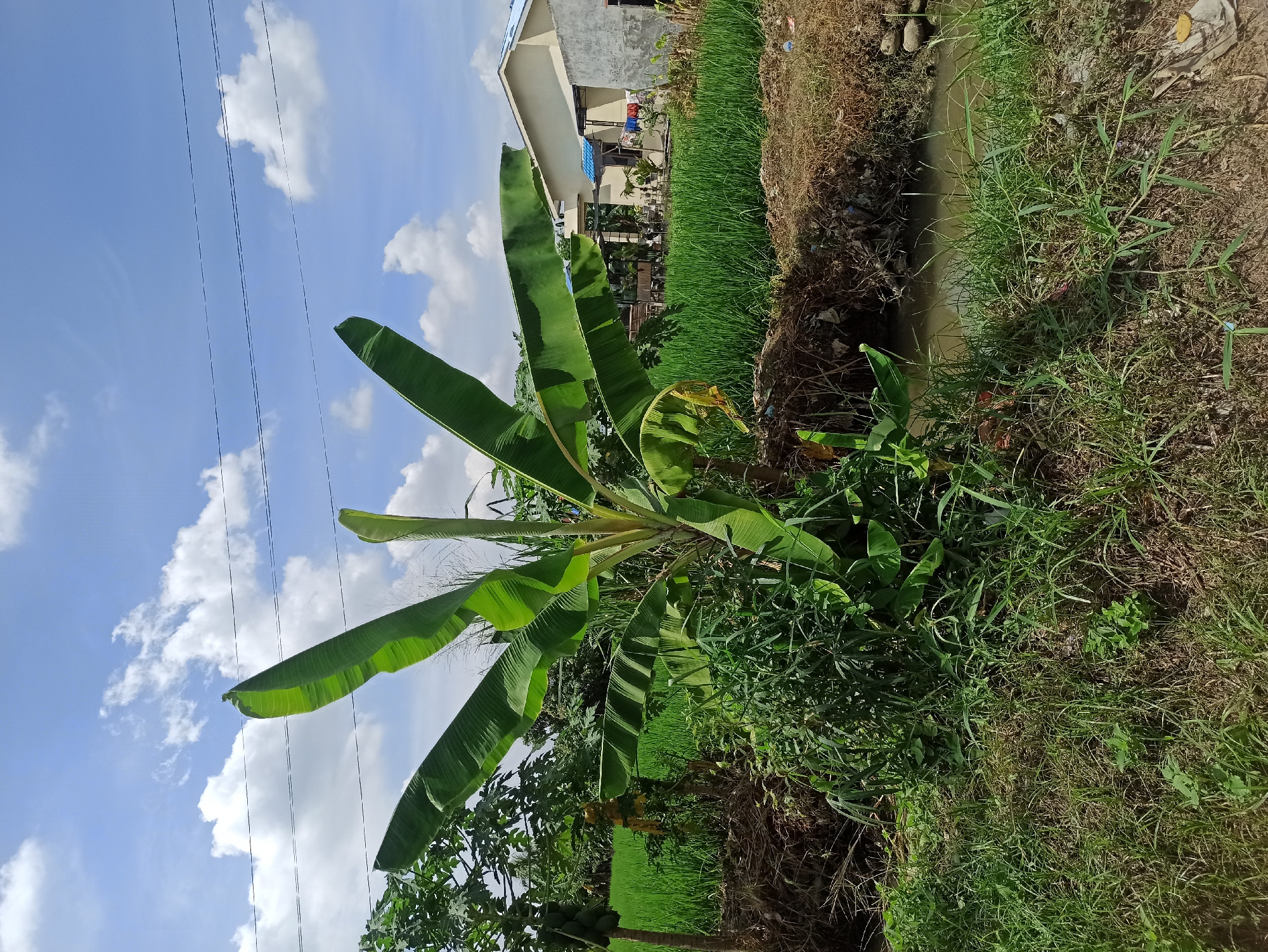 In the city of Medan, Indonesia, a banana tree with large green leaves stands prominently in the foreground, its leaves fanned out towards the sky. Behind the banana tree, a vibrant green rice paddy stretches out, indicating a rural or semi-rural setting within the city. A narrow, muddy water channel runs along the right side of the image. In the background, a modest, light-colored house with a blue-tiled roof is visible, suggesting a residential area adjacent to the agricultural land. The sky is a bright blue with scattered white clouds, and power lines are strung across the upper portion of the frame. The scene depicts a blend of natural greenery and human habitation.