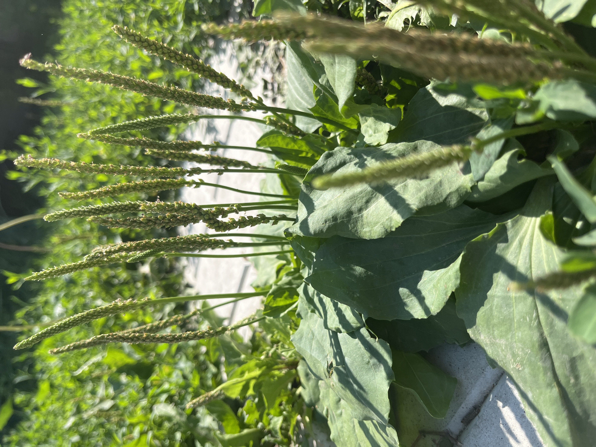 In Saratov, Russia, on a sunny day, a close-up shot focuses on a clump of broadleaf plantain (Plantago major) growing near a paved surface, likely a sidewalk or patio. The plant exhibits large, ovate leaves with prominent veins, some of which are casting shadows on the light-colored paving stones. The plant also features several erect, cylindrical flower spikes, covered in tiny, developing seeds or flowers, reaching upwards. The background is a blur of green foliage, indicating other plants or vegetation, with the bright sunlight creating dappled light and shadows throughout the scene. There are no people visible in the image.