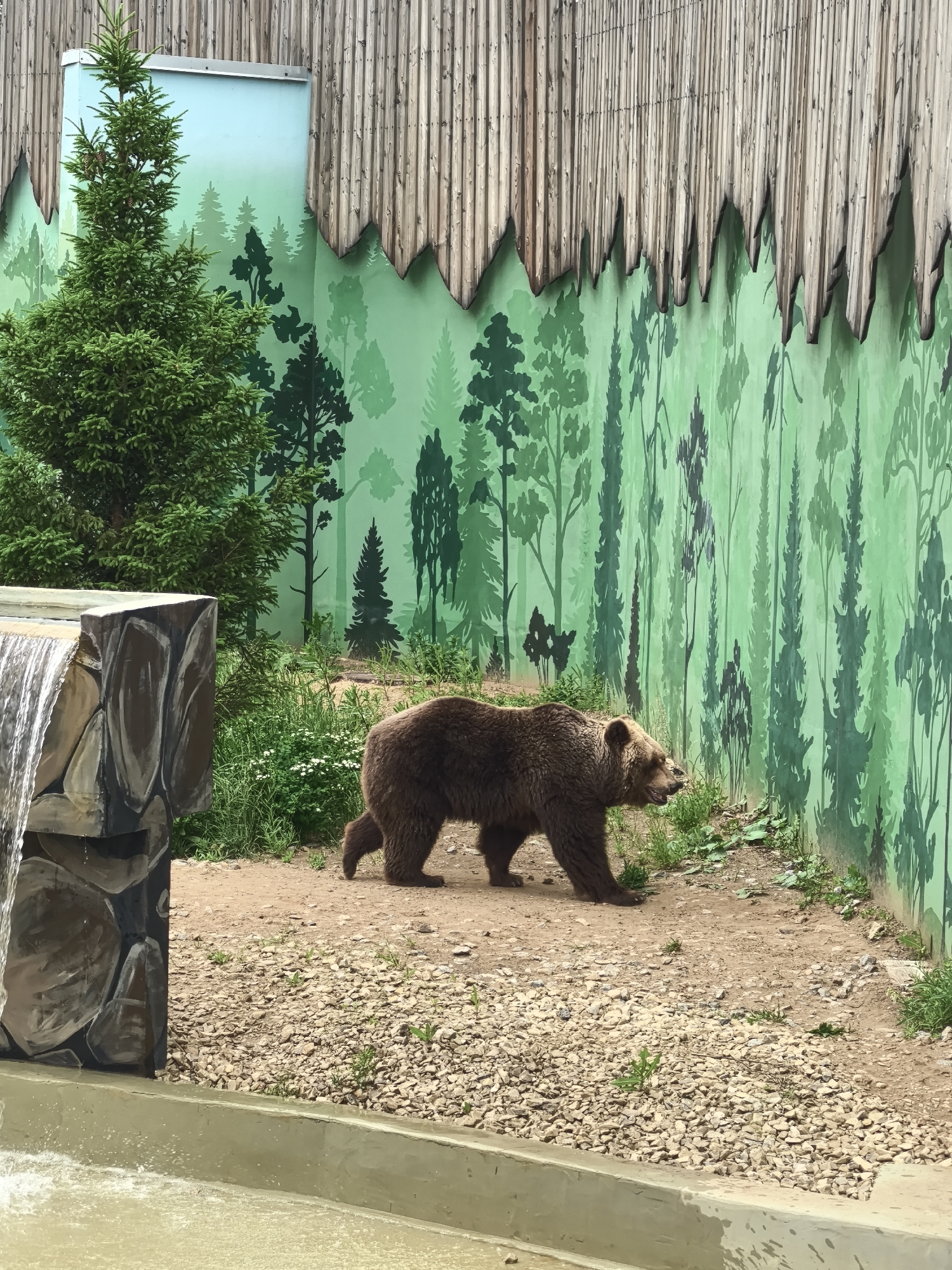 The image depicts a brown bear in what appears to be an enclosure in the city of Perm, Russia. The bear is walking on gravel and dirt toward the right side of the frame. Behind the bear is a green wall with a mural depicting trees, overlaid with a wooden structure resembling a thatched roof. To the left, there's a small waterfall feature constructed of painted concrete blocks next to a small evergreen tree. The background is mostly obscured by the mural, suggesting the setting is a zoo or wildlife park.