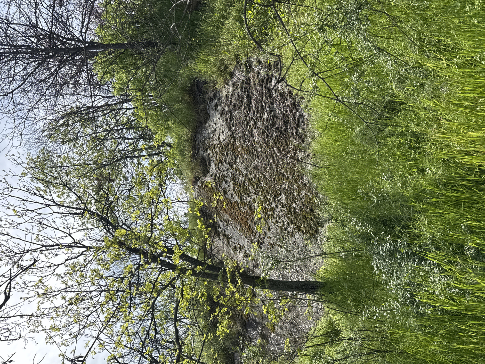 The image depicts a vibrant natural landscape, likely captured in spring. The scene is dominated by lush greenery, with trees and abundant grass.
In the foreground and mid-ground, several trees are visible. Some trees, particularly towards the left and top when rotated correctly, have bare, intricate branches silhouetted against a bright, clear sky, suggesting they are deciduous trees just beginning to bud. Other trees, especially towards the right and center, are adorned with fresh, bright green leaves, indicating new growth. Sunlight filters through the leaves, creating a lively play of light and shadow.
Towards the background and mid-ground, a prominent feature is a steep bank or wall, heavily covered in dark green moss and possibly some rocks or earthy material. This textured surface runs horizontally across the frame when rotated, separating areas of bright green grass. The grass appears thick and long, especially on the right side of the image, showcasing various shades of green.
The time of day appears to be daytime, with ample natural light suggesting either morning or late afternoon. The sky, visible through the tree branches, is a clear, light blue. There are no people, animals, or specific activities taking place, rendering the scene peaceful and untouched. No visible text is present in the image. The overall setting evokes a sense of renewal and natural beauty, consistent with an outdoor environment in Plovdiv, Bulgaria.