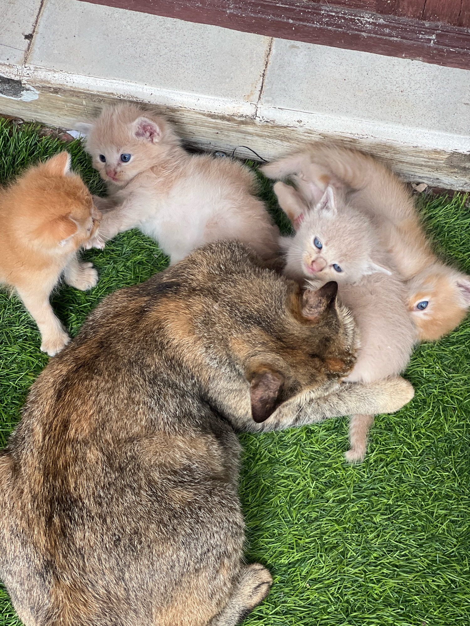 A calico cat is lying down on artificial green grass, its body taking up the lower left portion of the frame. Five small, light-colored kittens are gathered around the mother cat. Two kittens are to the right of the mother, one nestled against her body and the other slightly further away. Two more kittens are to the mother's left, one interacting with another kitten, and one further to the left. The kittens have light fur and blue eyes, and appear to be very young. In the background, a step with white and gray tiles meets a wooden border. This scene is located outside a dwelling in Denpasar, Indonesia.