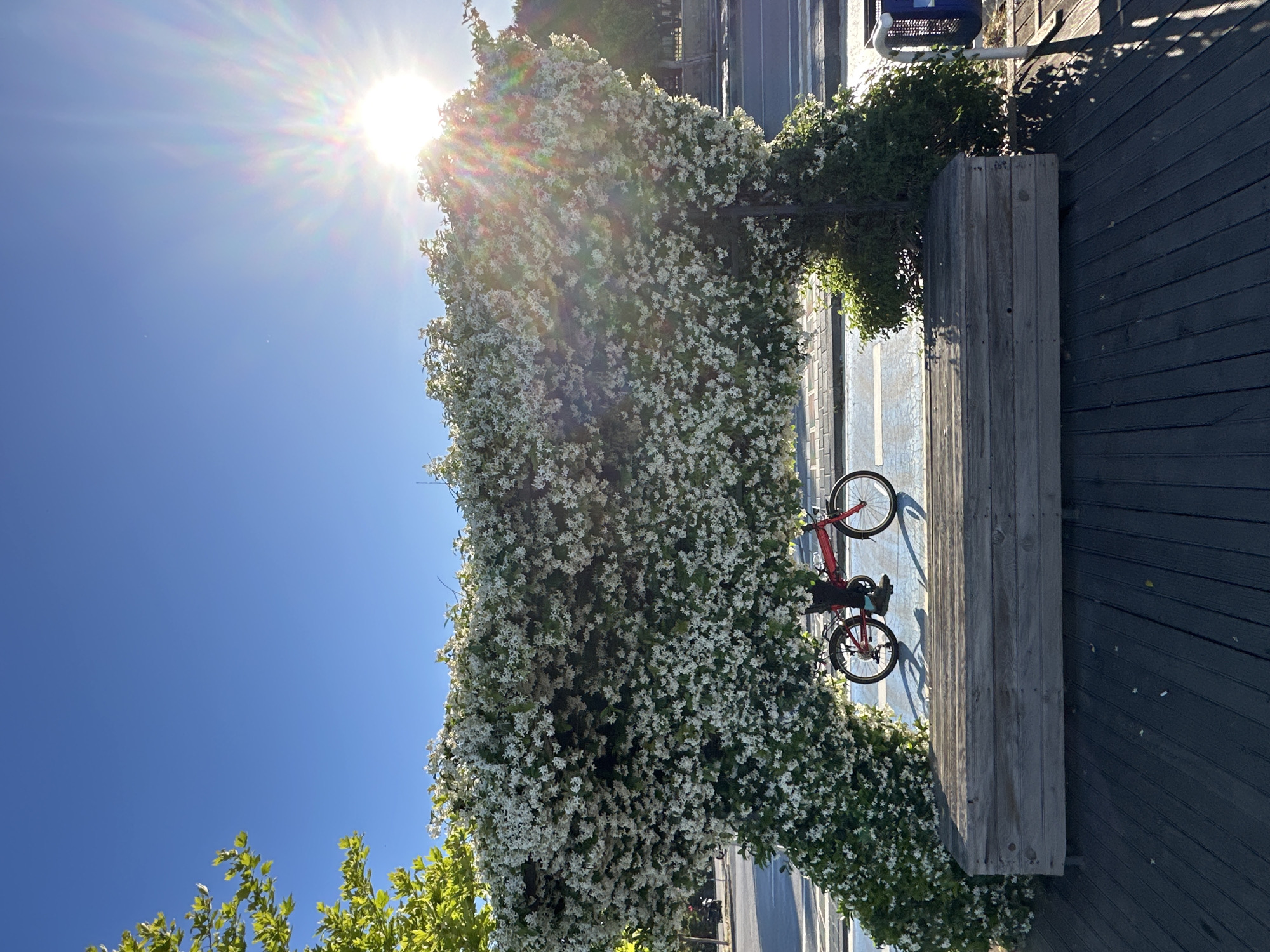 A medium-shot outdoor photograph captures a bright sunny day in Fethiye, Turkey. The image is rotated approximately 90 degrees counter-clockwise. The sky is a clear, deep blue in the upper left, with the sun positioned behind a large, flowering tree covered in small white blooms. This tree is located on the side of a street, part of an urban planting arrangement.
To the right of the tree is a wooden bench. A red bicycle is leaning against the bench, its shadow cast on the blue-painted ground between the tree and the bench. The location is along a street with visible pedestrian walkways and a road. Details of the building's materials are visible, showing wood paneling on the lower right side of the image.