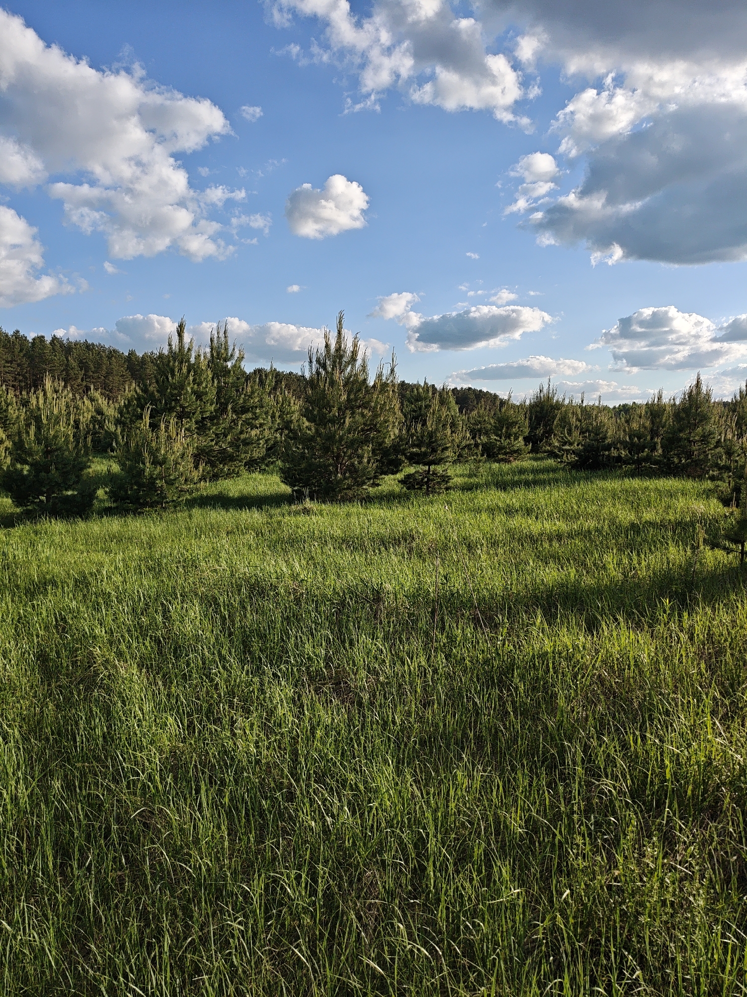 The image depicts a field of tall green grass in Заречье, Russia. In the background, there is a row of small evergreen trees, likely pine or fir, along the edge of a denser forest. The sky is blue with scattered white cumulus clouds. The lighting suggests it is daytime, and there are shadows cast on the grass. There are no people visible in the frame.