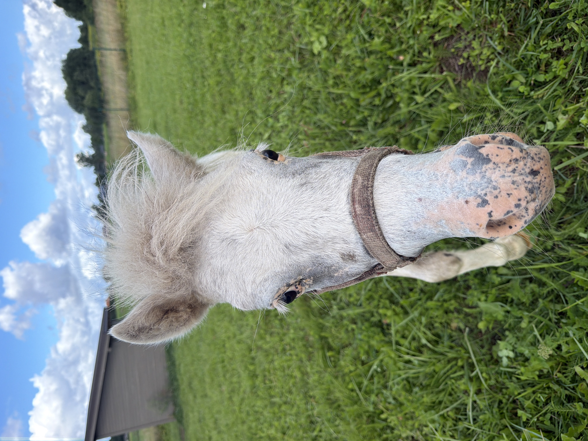 A close-up, front-facing shot shows the head and upper neck of a light-colored pony in a grassy field under a partly cloudy sky. The pony has a fluffy mane and ears, and its nose is pink with dark speckles. A brown halter is visible around its head. In the background, a small, brown, shed-like structure is situated to the left, and a fence runs across the middle ground, separating a grassy area from a more overgrown field. Trees line the horizon. The scene is likely a rural setting in the vicinity of Vārpas, Latvia.