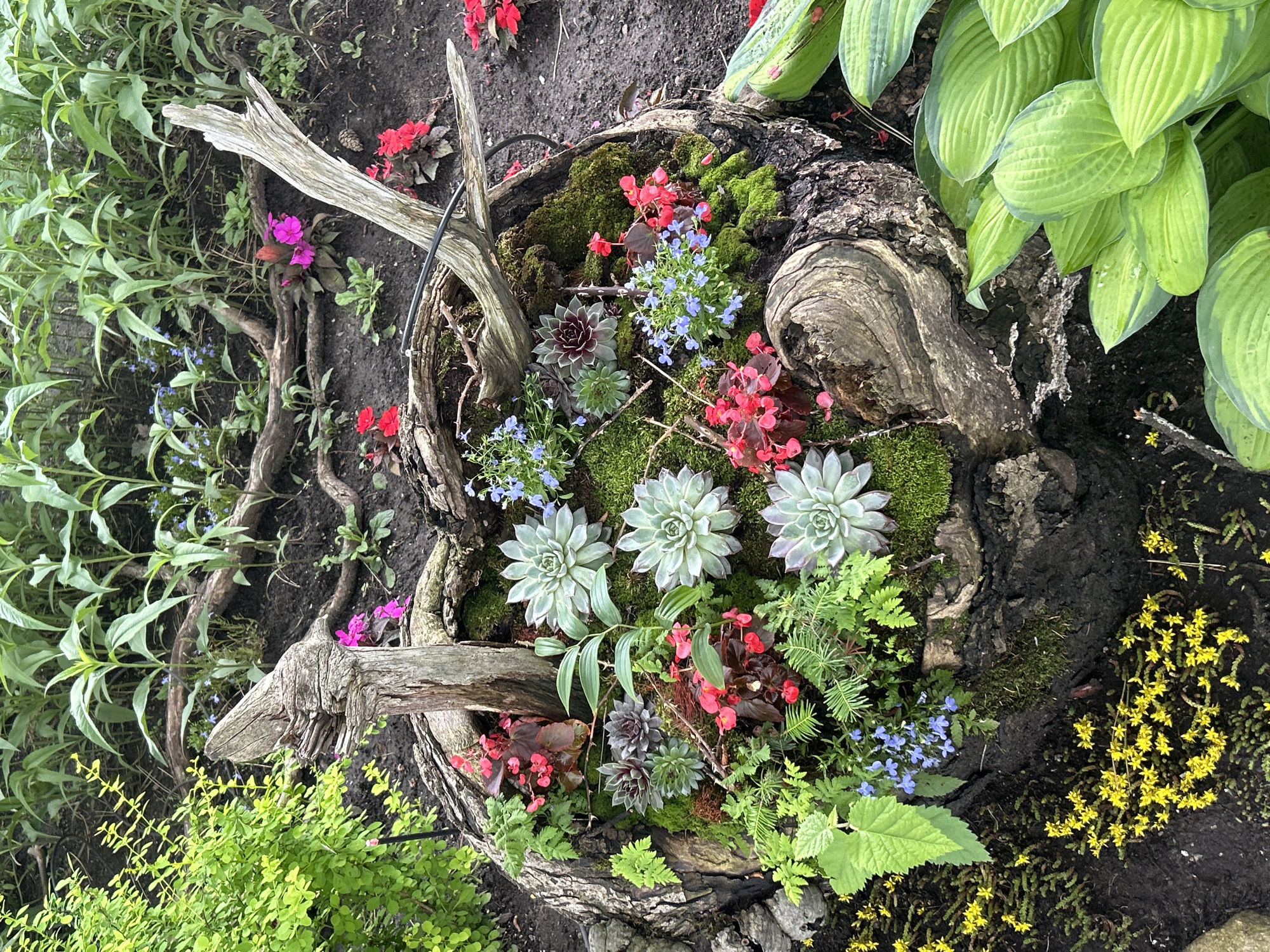 The image depicts a decorative planting within a hollowed-out tree stump in Mount Royal, Canada. The stump is filled with various succulents, moss, small red and pink flowers, and delicate blue-flowered plants. The surrounding area is dark soil, with some green foliage and yellow ground cover plants visible. A gnarled piece of driftwood is placed across the top of the stump, adding to the rustic aesthetic. The background shows more green plants and some scattered red flowers. The scene is a close-up, eye-level view of the garden feature.