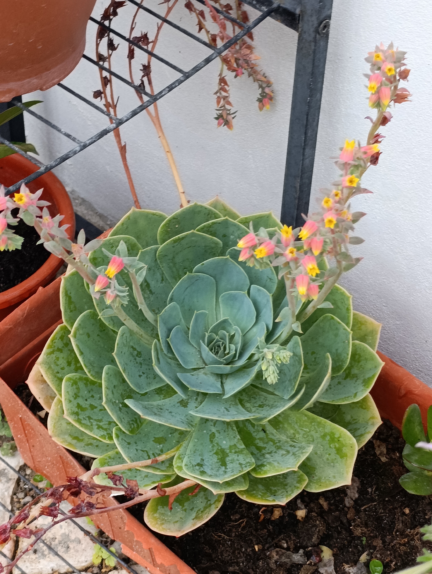 A high-angle, medium shot captures a blooming succulent plant with thick, green, fleshy leaves arranged in a tight rosette pattern. The plant is potted in dark soil within a terracotta-colored pot. Several flower stalks emerge from the center of the succulent, bearing small, bell-shaped flowers in shades of pink and yellow. The background consists of a white textured wall and a black metal grate. To the left, a portion of another terracotta pot and some dried, withered plant stalks are visible. The overall scene appears to be an outdoor setting, possibly a balcony or patio, in the city of Setúbal, Portugal.