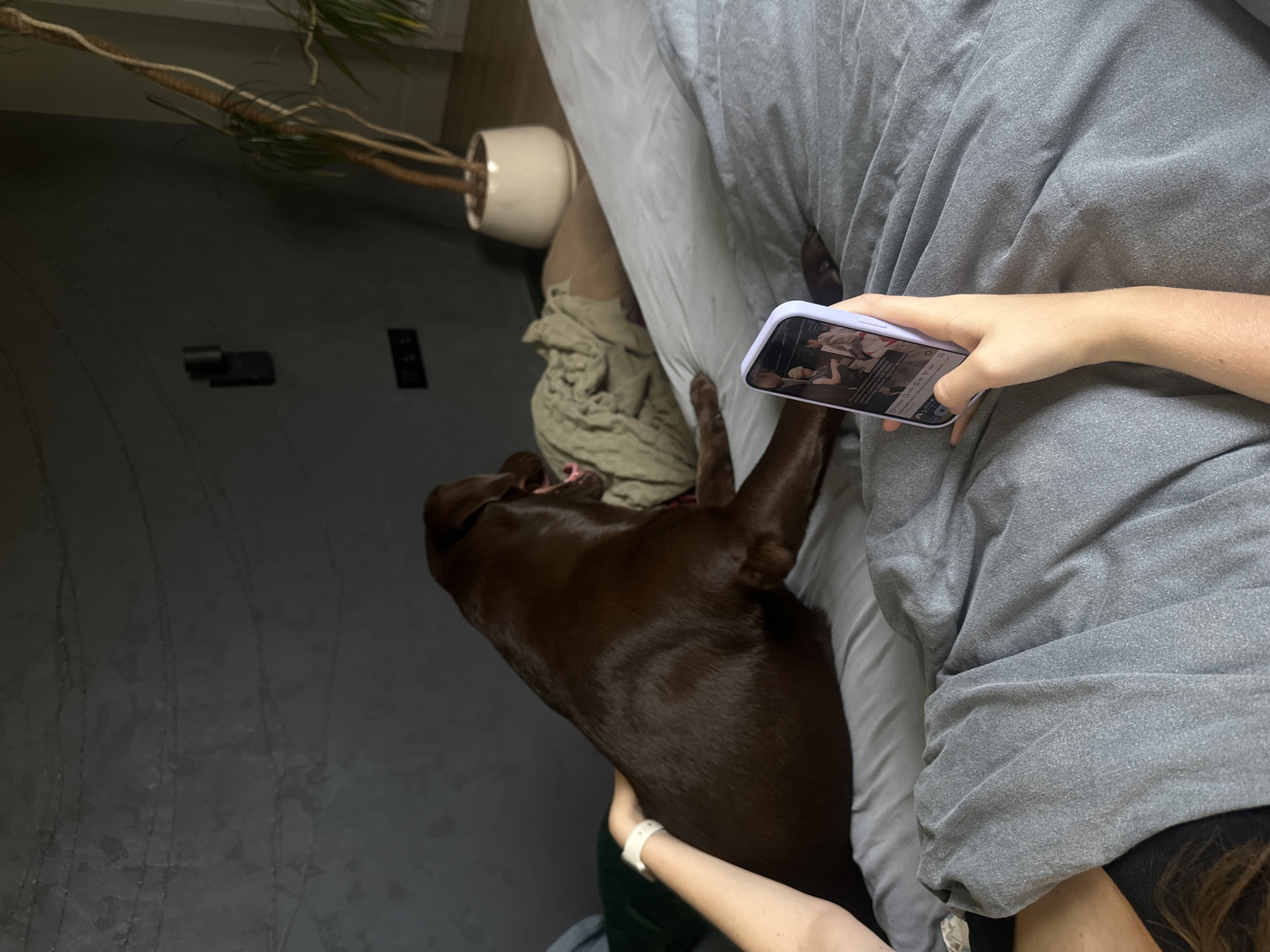 In a bedroom in Bykovo, Russia, a person lies on a bed covered with gray bedding. Their arm extends to the left, touching the back of a large, dark brown dog that is lying down. The dog is positioned in the center of the frame, facing away from the viewer and appearing to yawn. In the person's right hand, they hold a smartphone displaying an image. The background consists of a dark gray wall with some texture and decorative elements. To the right, a tall, leafy plant in a white pot stands near a window. The overall impression is of a casual, indoor scene.