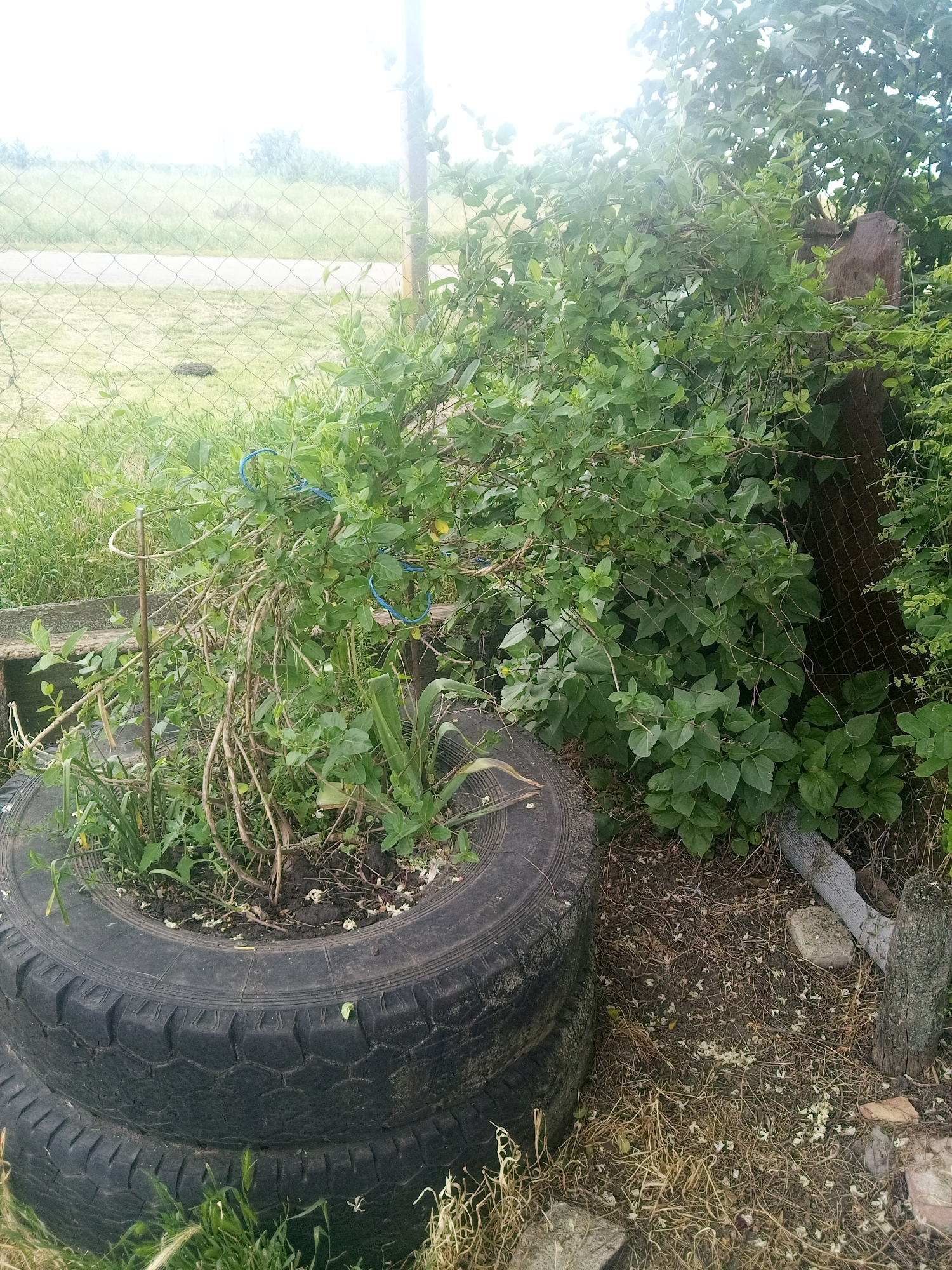 This image depicts an outdoor scene in Zelenyi Hai, Ukraine. In the foreground, two dark, worn vehicle tires are stacked, with the top tire functioning as a planter containing soil and a variety of green plants, some exhibiting thin, dry, woody stems. Blue plastic ties are visible, securing some plant stems to a metal support rod. The ground around the base of the tires consists of sparse green grass and dry vegetation. To the right of the tires, a dense thicket of vibrant green foliage, likely a bush or climbing plant, obscures much of a weathered wire mesh fence. A wooden post and a light-colored stone or concrete block are partially visible at the base of this foliage near the fence. The ground on the right comprises exposed soil, dry, matted vegetation, and numerous small, white fallen petals or flower parts. Beyond the wire mesh fence in the background, a wide, open field of green grass extends to the horizon. A light-colored, unpaved path or road traverses the field in the mid-distance. Distant trees are discernible against an overcast or brightly illuminated sky. No people are present in the image.