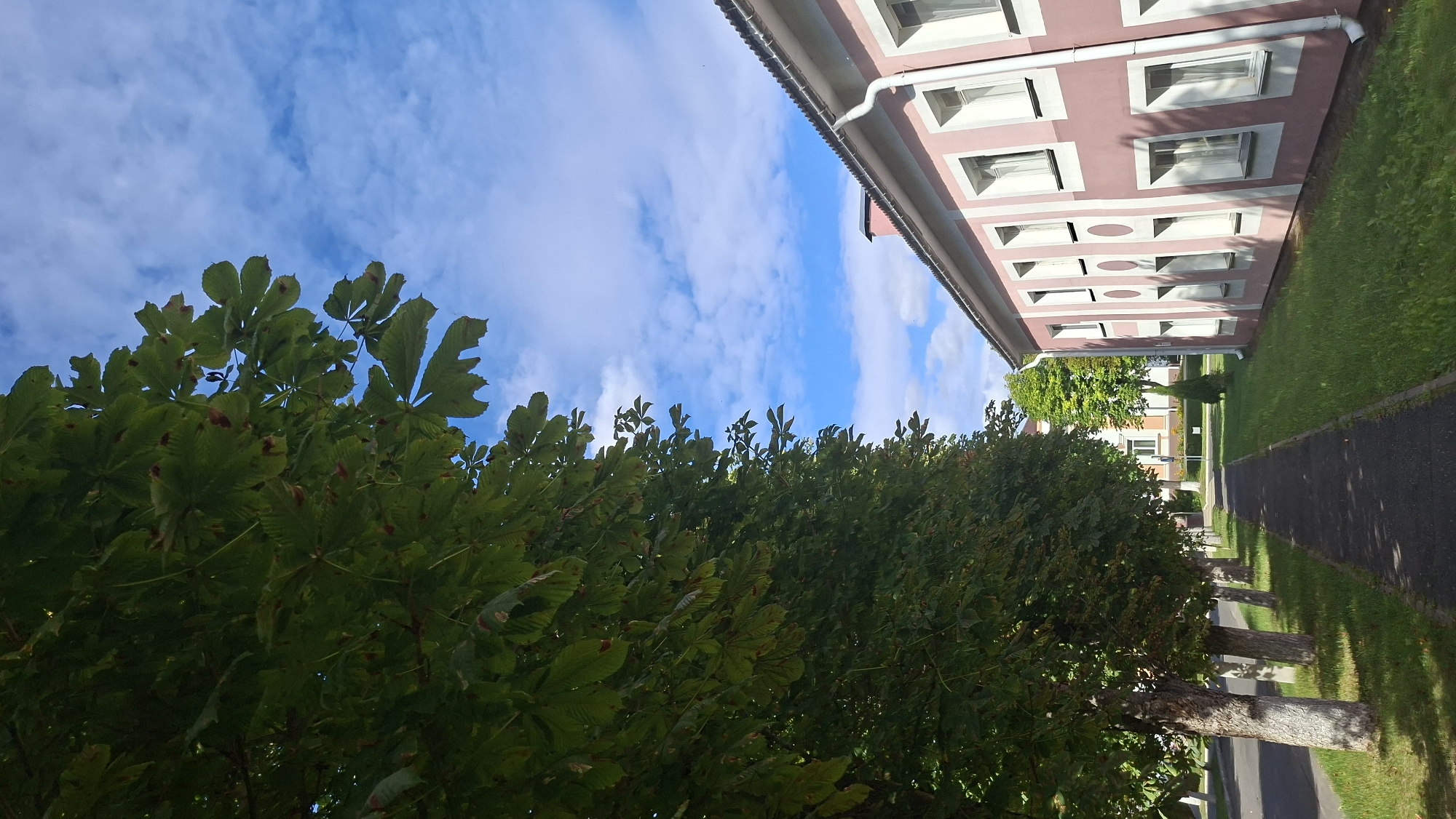 The image shows a sidewalk lined with trees on the left and a pink building with white-trimmed windows on the right. The trees are tall with dense green foliage, and their trunks are painted white at the base. The sidewalk appears to be made of asphalt and runs alongside a grassy area that separates it from the building. The building has multiple windows and a white downspout. The sky is blue with scattered white clouds. In the background, there are other buildings and more trees, suggesting an urban or suburban setting, possibly in the city of Myadzyel, Belarus. There are no people or animals visible in the image.