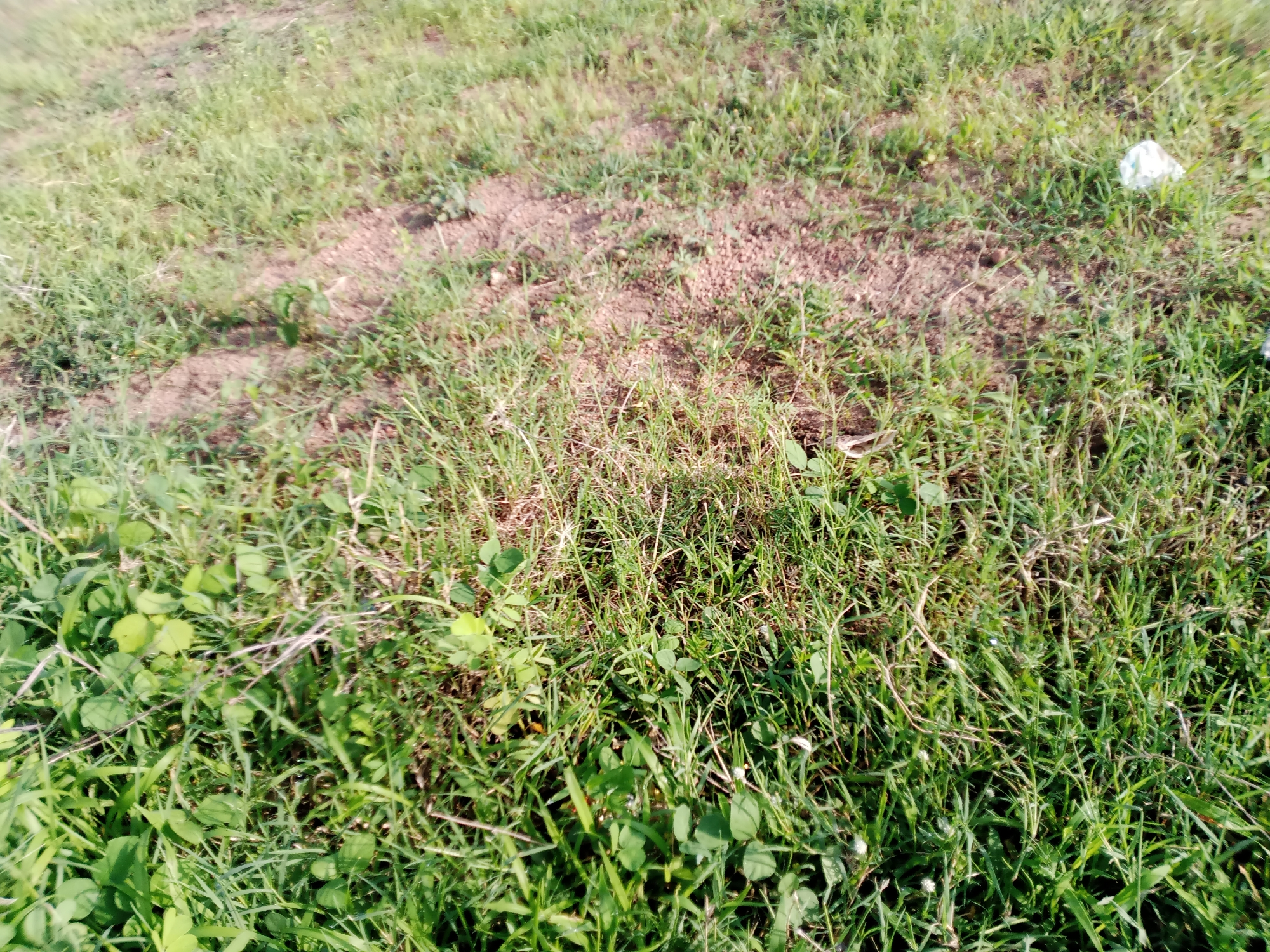 The image depicts a patch of ground covered in dry grass, some sparse green vegetation, and scattered dirt. In the upper right corner of the image, a small piece of white plastic litter is visible. The scene appears to be an outdoor, uncultivated area. There are no people or any identifiable objects that would indicate a specific location within the city of Jauro Yinu, Nigeria, beyond it being an outdoor environment.