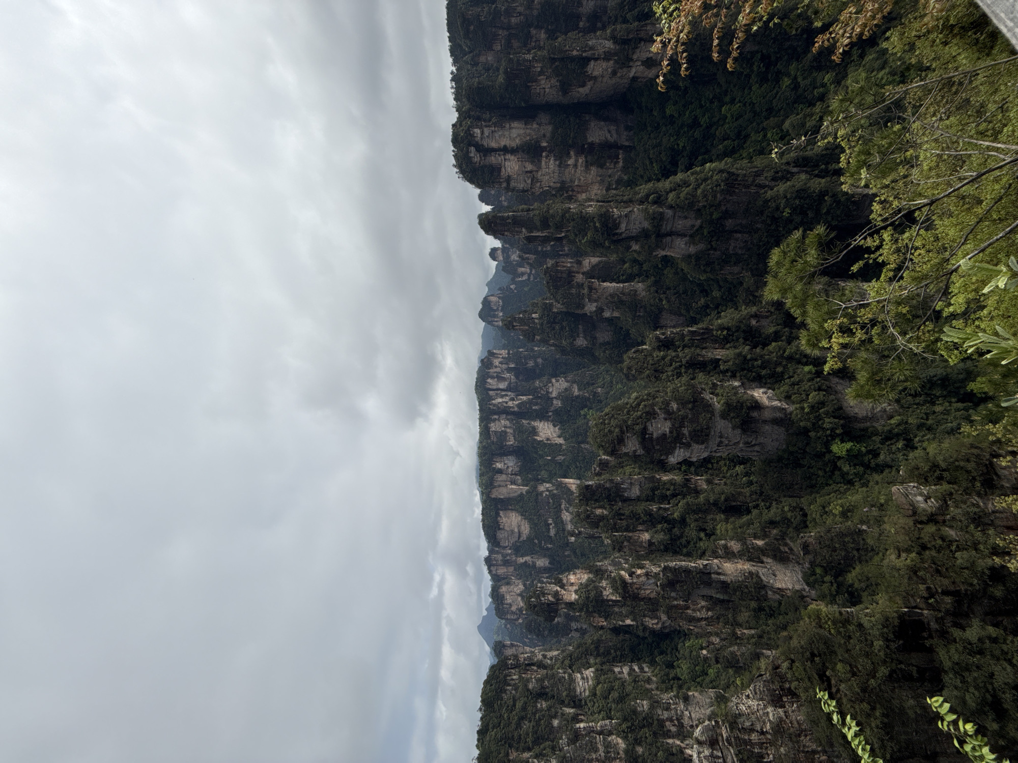 The image depicts a landscape in Luoguta, China, likely within the Zhangjiajie National Forest Park, characterized by tall, sandstone pillar formations heavily vegetated with green trees and shrubs. The sky is overcast with a layer of gray clouds. The pillars appear to be layered and eroded, with visible stratification. Vegetation covers the surfaces and slopes of the pillars. The composition shows a close-up perspective of a portion of the landscape with tree branches visible in the foreground on the right. No people are visible.