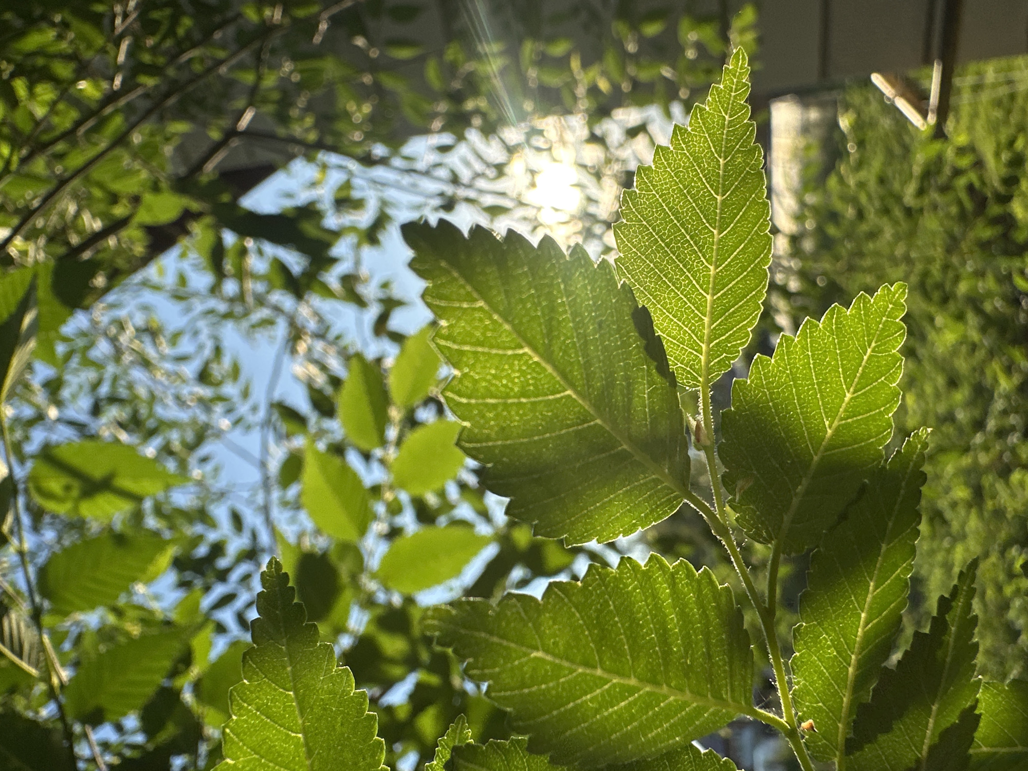 The image is a close-up, low-angle shot of vibrant green leaves illuminated by the sun. The leaves are detailed with visible veins and serrated edges. The background is a blur of greenery and blue sky, suggesting an outdoor, natural setting. Sunlight streams through the foliage, creating a lens flare. The image appears to be taken in Chaikovsky, Russia, given the prompt. No people or specific urban structures are clearly identifiable, beyond what might be inferred as a fence or post in the lower right corner. The overall impression is one of natural beauty and dappled sunlight.