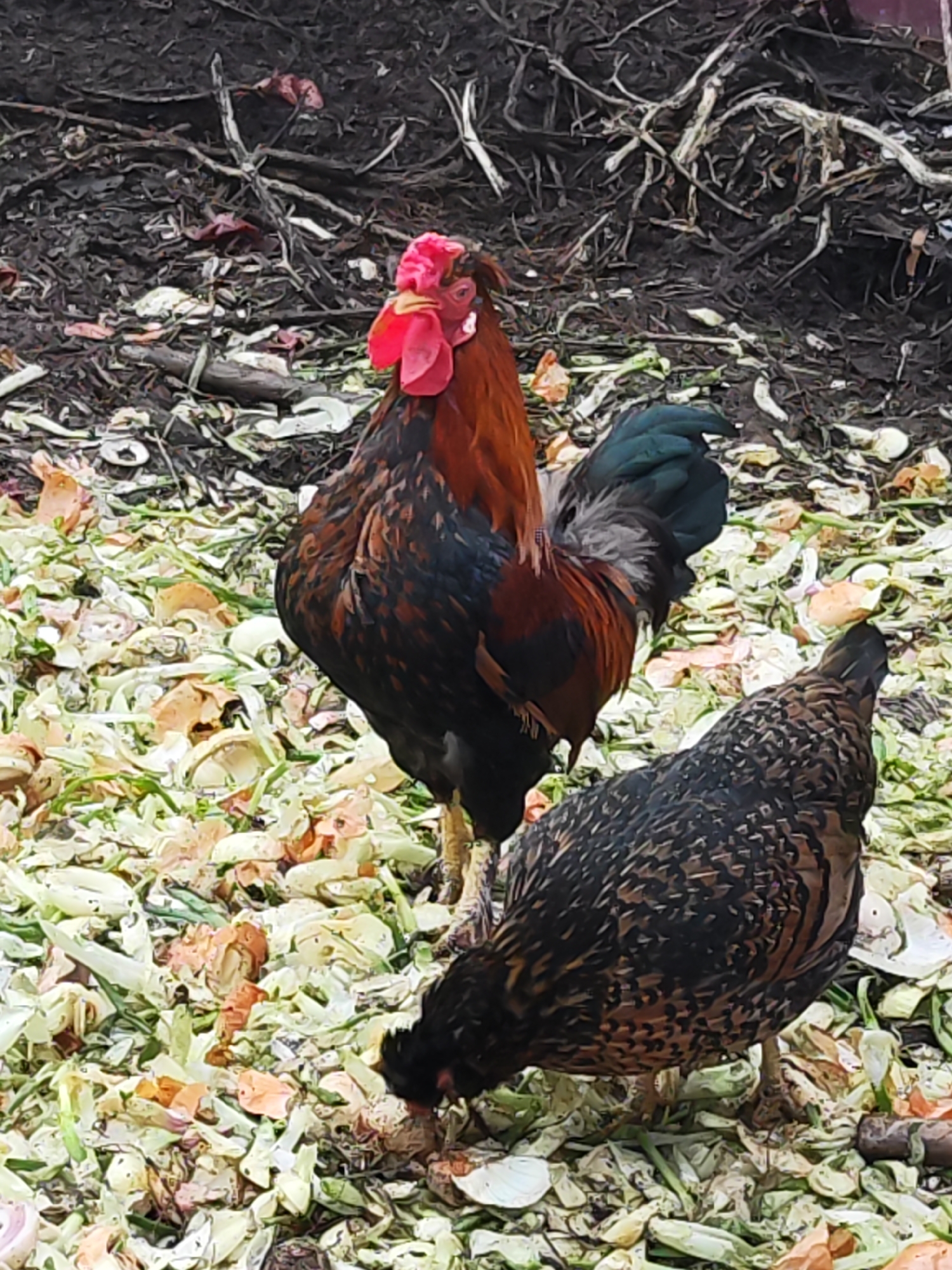 In an outdoor setting, a rooster and a hen stand amidst a scattering of vegetable scraps, likely in a domestic backyard or urban garden setting in the city of Unknown, Unknown. The rooster, positioned at the front and center, is a mix of brown, black, and red feathers with a prominent red comb. The hen, slightly behind the rooster, is predominantly brown and black, pecking at the ground. The background consists of dark, organic-looking mulch and twigs.