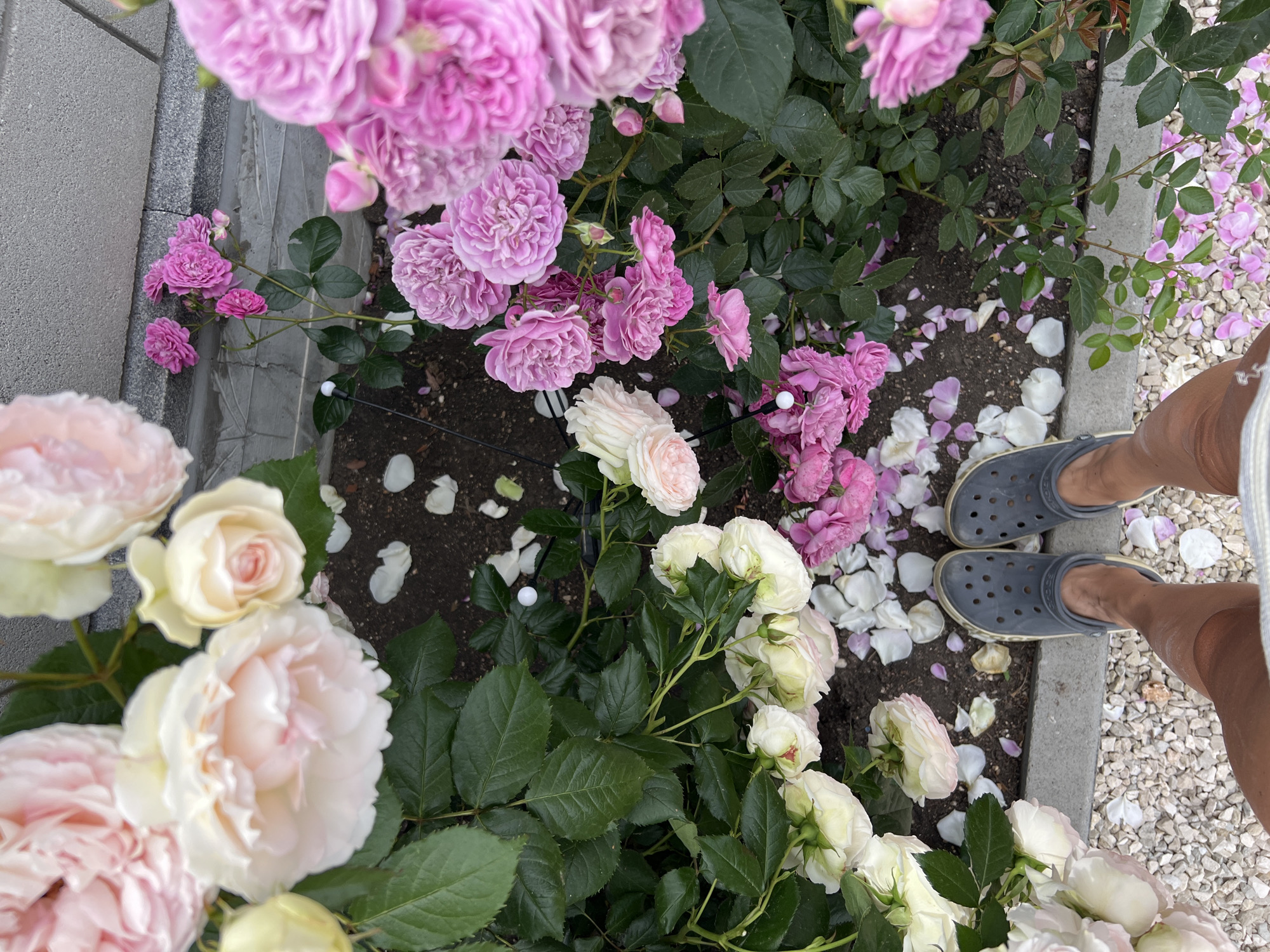 An overhead medium shot captures a pair of dark grey Crocs on the feet of an individual standing on a gravel pathway bordering a flower bed. The pathway is covered in light-colored, rough gravel. To the left of the pathway, a dense arrangement of creamy white and light pink roses blooms abundantly, with lush green leaves. To the right, a vibrant collection of small, fuchsia-pink roses thrives, their intricate petals a stark contrast to the softer hues on the left. Scattered across the dark soil between the roses and the pathway are numerous fallen petals, both white and pink, creating a soft, scattered carpet. The background consists of a light grey, textured wall, possibly a building exterior, with a darker grey concrete border between the gravel and the soil.