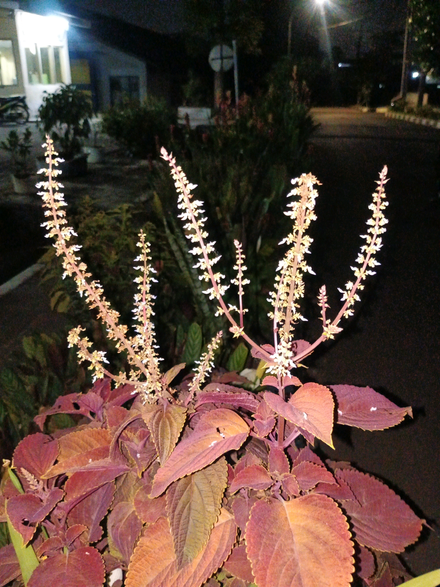 A low-angle, night-time, medium shot captures a plant with tall, slender spikes of small, pale flowers and broad, serrated, reddish-purple leaves. The plant is in the foreground, with its blossoms slightly out of focus due to their height and the camera's focus on the leaves. Behind the plant, the scene is blurred and dark, suggesting an outdoor, urban environment. The background hints at a building with bright lights on the left, a paved area or road, and some trees or dense foliage. There are no people visible in the frame. The overall impression is one of a dimly lit, possibly residential or commercial area at night.