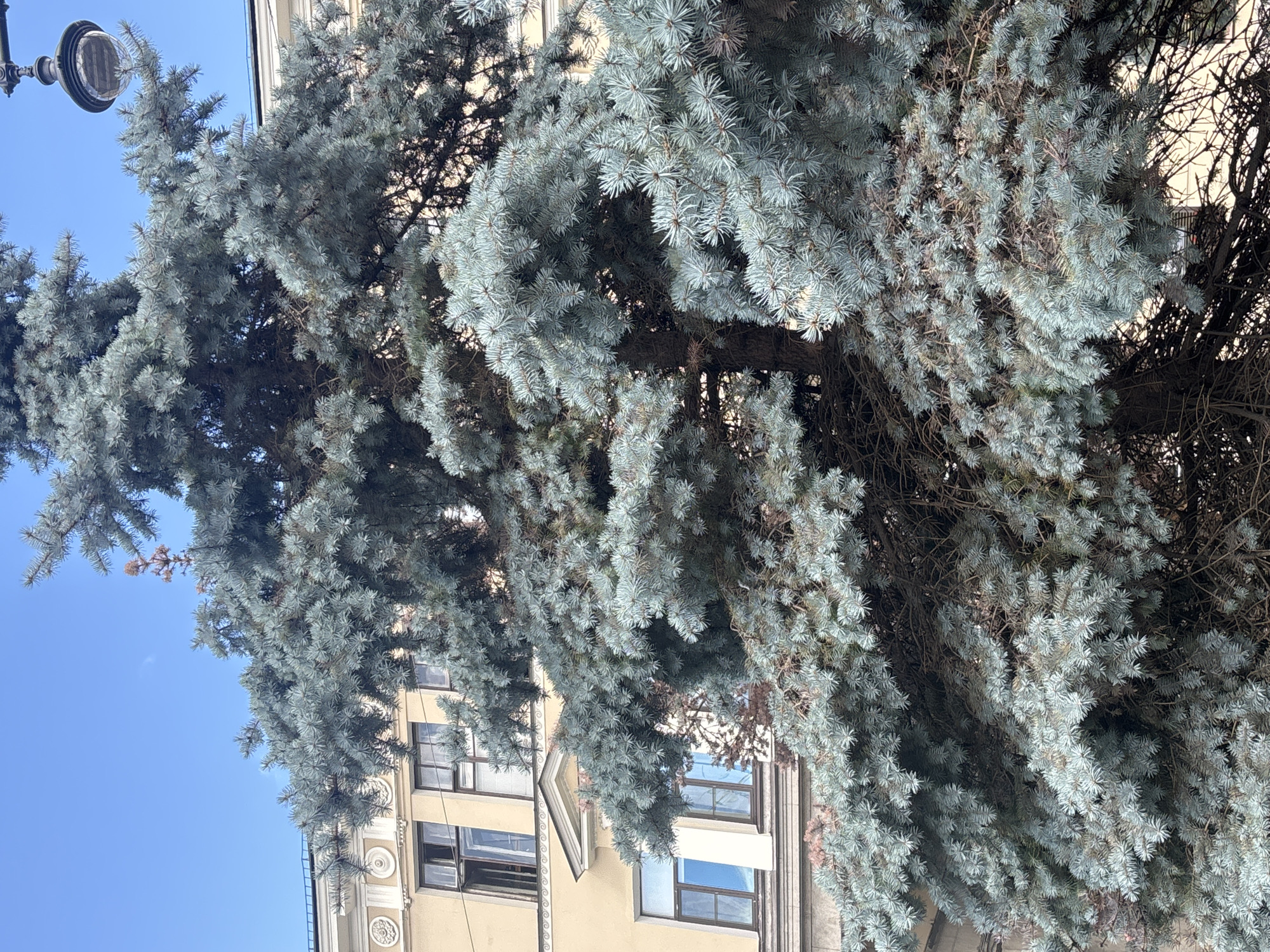 A dense, blue spruce tree dominates the foreground, its prickly needles a muted silver-blue against a clear, bright sky. Behind the tree, a section of an old, light yellow building is visible, featuring ornate architectural details and several windows. The windows on the upper floors have dark frames, with one on the left slightly ajar. Lower down, a larger window with a white frame reflects the sky. A street lamp with an ornate black metal fixture is perched on the right side of the frame, silhouetted against the sky. The scene is likely located in a historic district of Saint Petersburg, Russia, given the architectural style of the building and the presence of such a street lamp. No people are visible in the image.