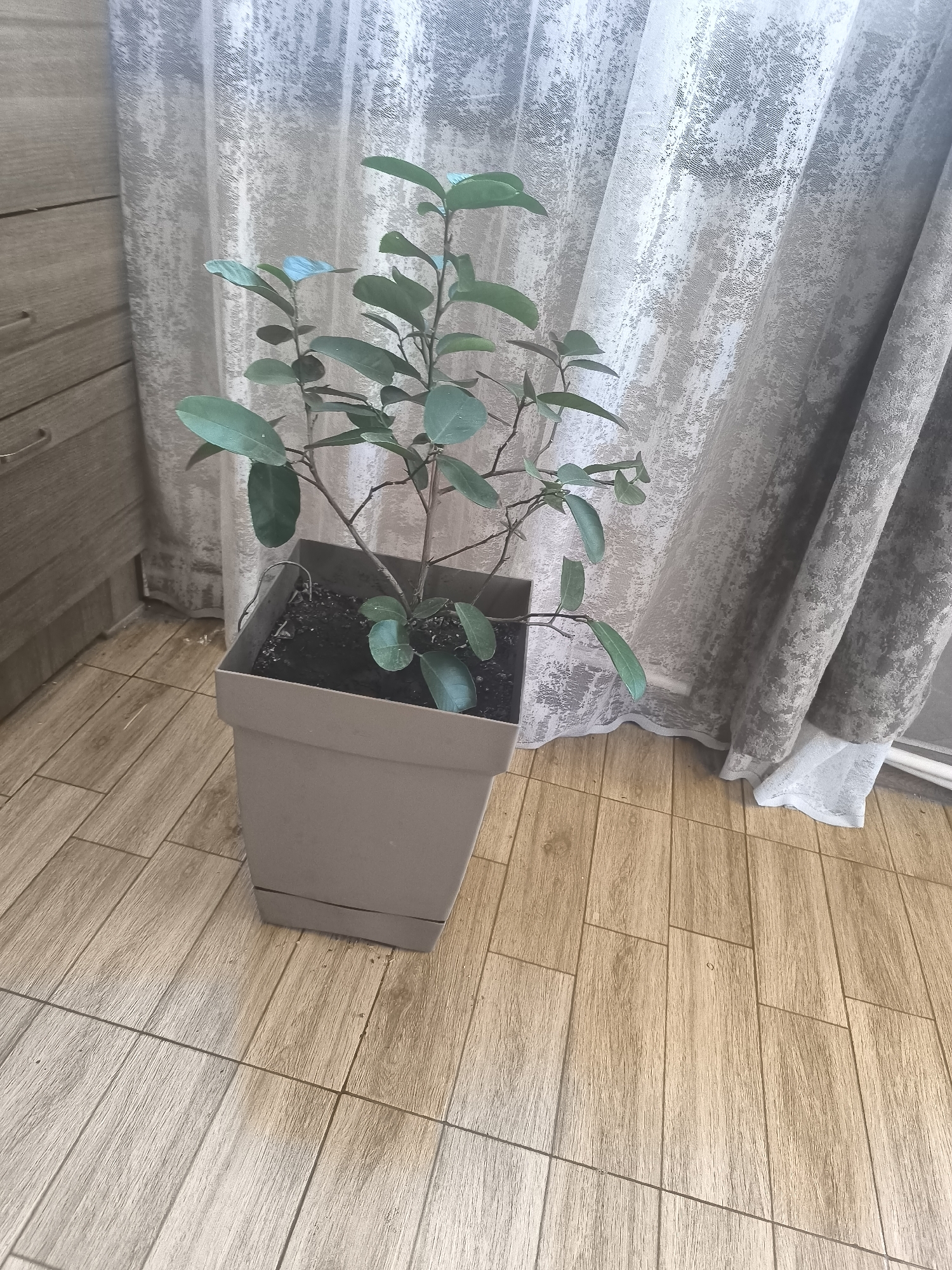 This media file presents an indoor scene, likely within a residence in Yerevan, Armenia. The central subject is a potted plant, featuring numerous green, ovate leaves and slender brown stems, indicating a healthy specimen. The plant is housed in a simple, square, grey-taupe plastic pot, filled with dark soil.
The pot rests on a light-toned, wood-look tiled floor, composed of rectangular tiles arranged in a staggered pattern. To the left of the plant, a section of a light brown wooden cabinet or chest of drawers, fitted with metallic handles, is visible. The background is dominated by light-colored curtains with a textured, abstract pattern. These curtains appear to be semi-sheer, allowing diffused natural light to illuminate the space, suggesting it is daytime. On the right side of the frame, the curtains are slightly drawn, creating soft folds.
There are no people or specific activities depicted in the image, nor is there any visible text. The scene conveys a quiet, domestic atmosphere.