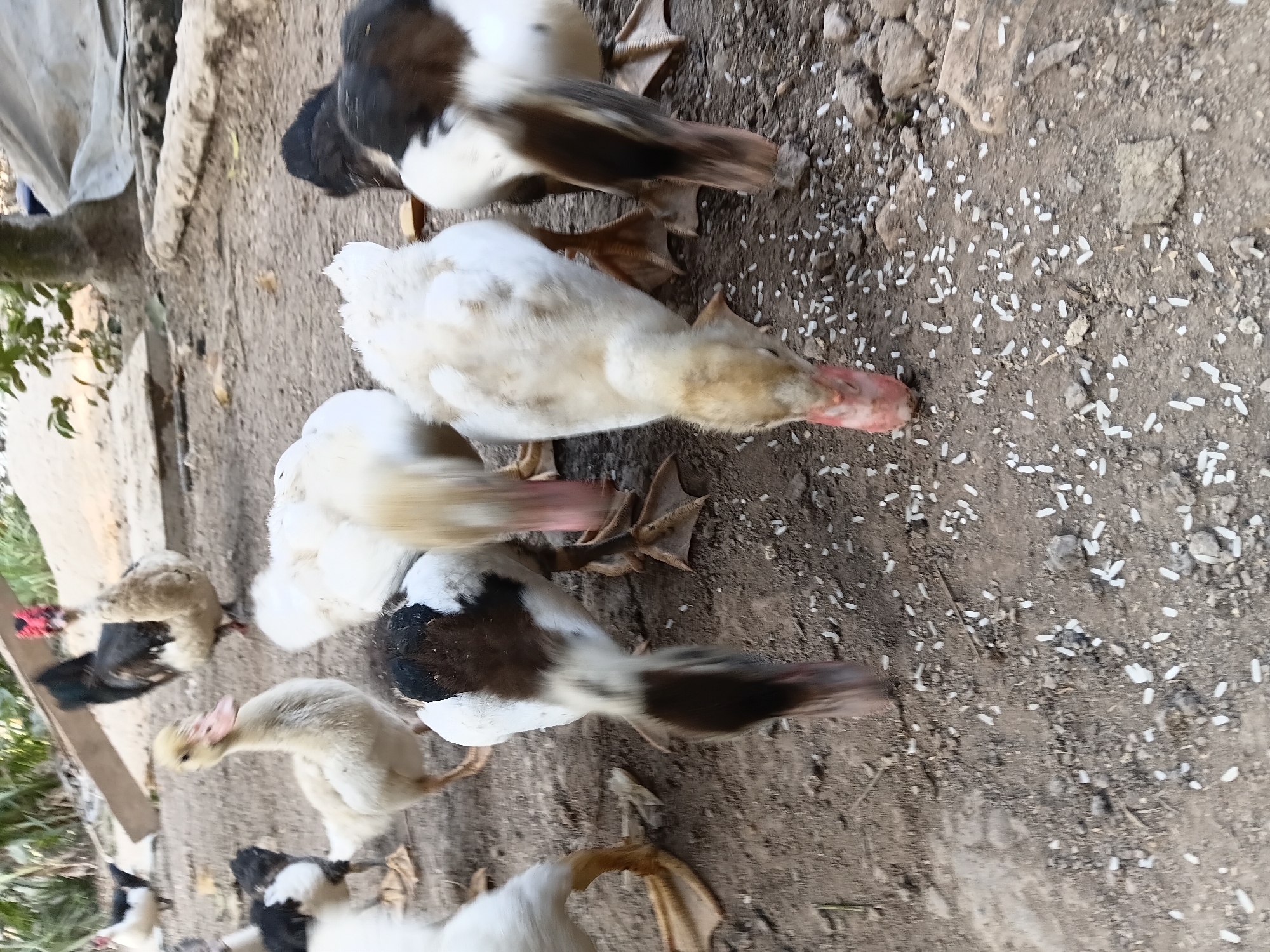 The image depicts a group of ducks and a rooster on a dirt ground scattered with white rice grains, suggesting they are being fed. In the background, there are some plants, a wooden plank, and a tarp, indicating an outdoor, possibly rural or backyard setting. The ducks are actively pecking at the rice. One duck in the foreground is a pale yellow with a pink beak, while others are a mix of white, black, and brown. The rooster in the background has black and white plumage and a red comb. There are no people visible in the image. The scene appears to be located in Margo Rukun, Indonesia, based on the provided context.