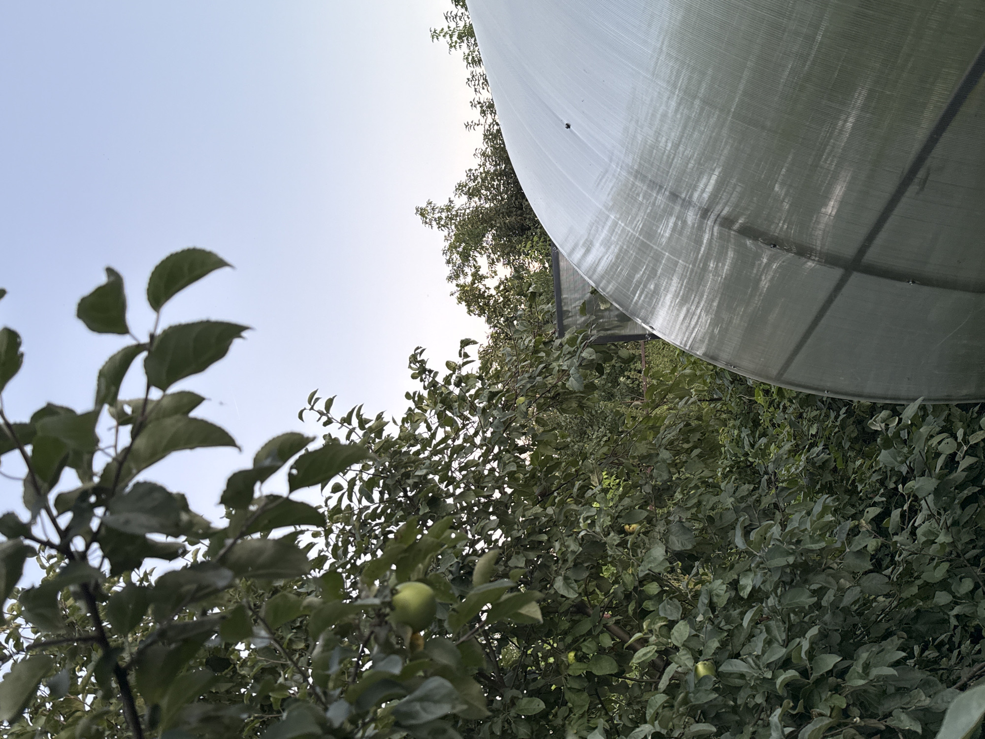In Sosnovskoye, Russia, a fruit tree with several green apples is visible on the left side of the frame, set against a clear sky. In the foreground, a translucent, arched structure, possibly a greenhouse, occupies the right side of the image. The background shows a dense canopy of trees and vegetation. The lighting suggests it is daytime.