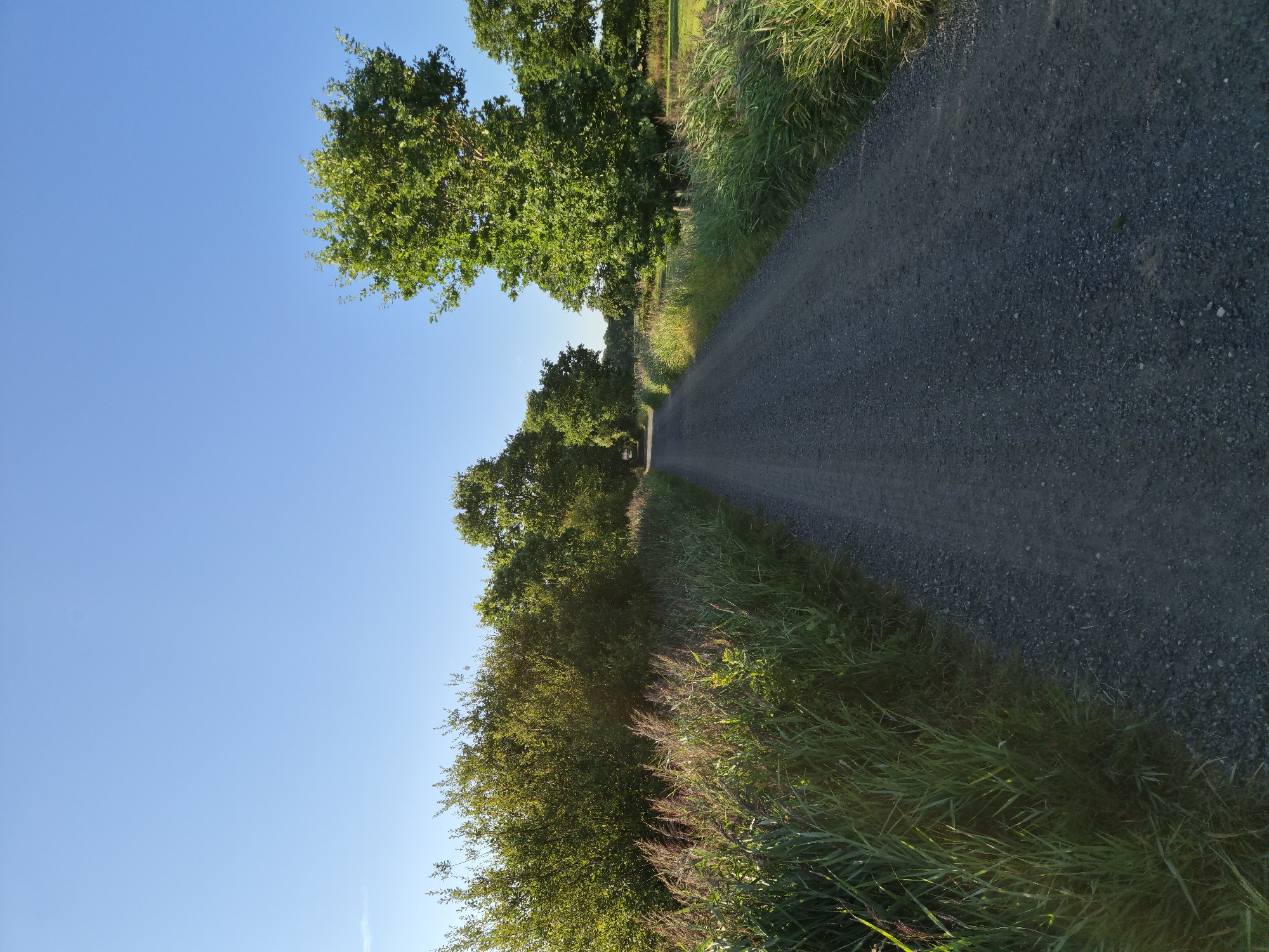 The image depicts a gravel road stretching into the distance, flanked by tall green grasses and trees under a clear blue sky. The sunlight suggests it is either early morning or late afternoon. The scene appears to be in a rural or park-like setting. Based on the information provided, this road is located in Schiffdorf, Germany. There are no people or animals visible in the image, and no specific actions or interactions are taking place. The environment is natural and serene.