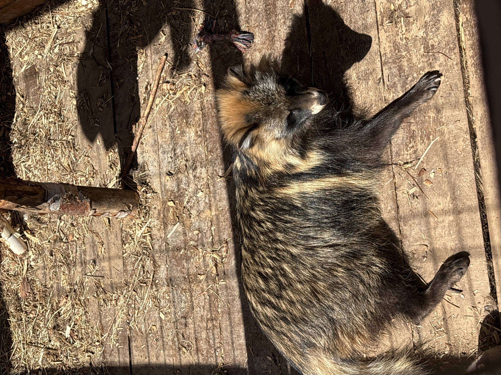 A tanuki lies supine on a wood plank surface. Hay and small sticks are scattered around it. There is a rope toy near the tanuki’s head. Light and shadows indicate it is outdoors in daylight. There is no indication of its location in Sibir', Russia.