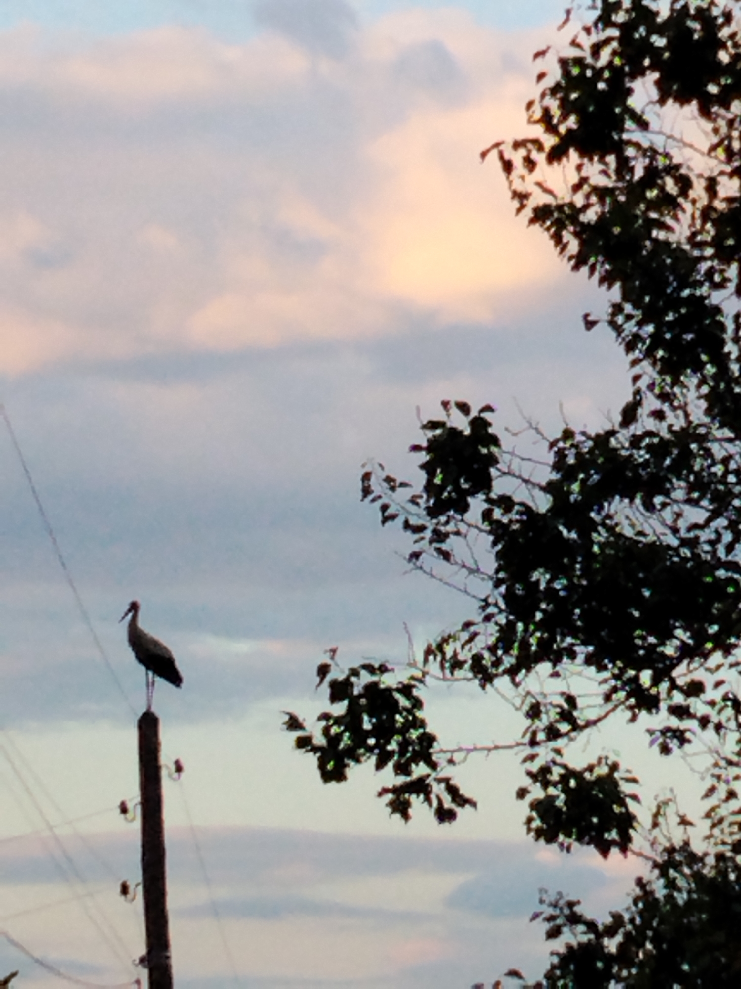 A solitary stork stands silhouetted on top of a wooden utility pole against a pale sky with scattered clouds tinged with sunset colors. The pole is equipped with insulators, and wires extend diagonally across the frame. To the right, the dark silhouette of a leafy tree branches into the sky. The background suggests an outdoor, possibly rural or suburban, setting in the village of Ustyvytsia, Ukraine, during dusk. There are no people visible in the image.