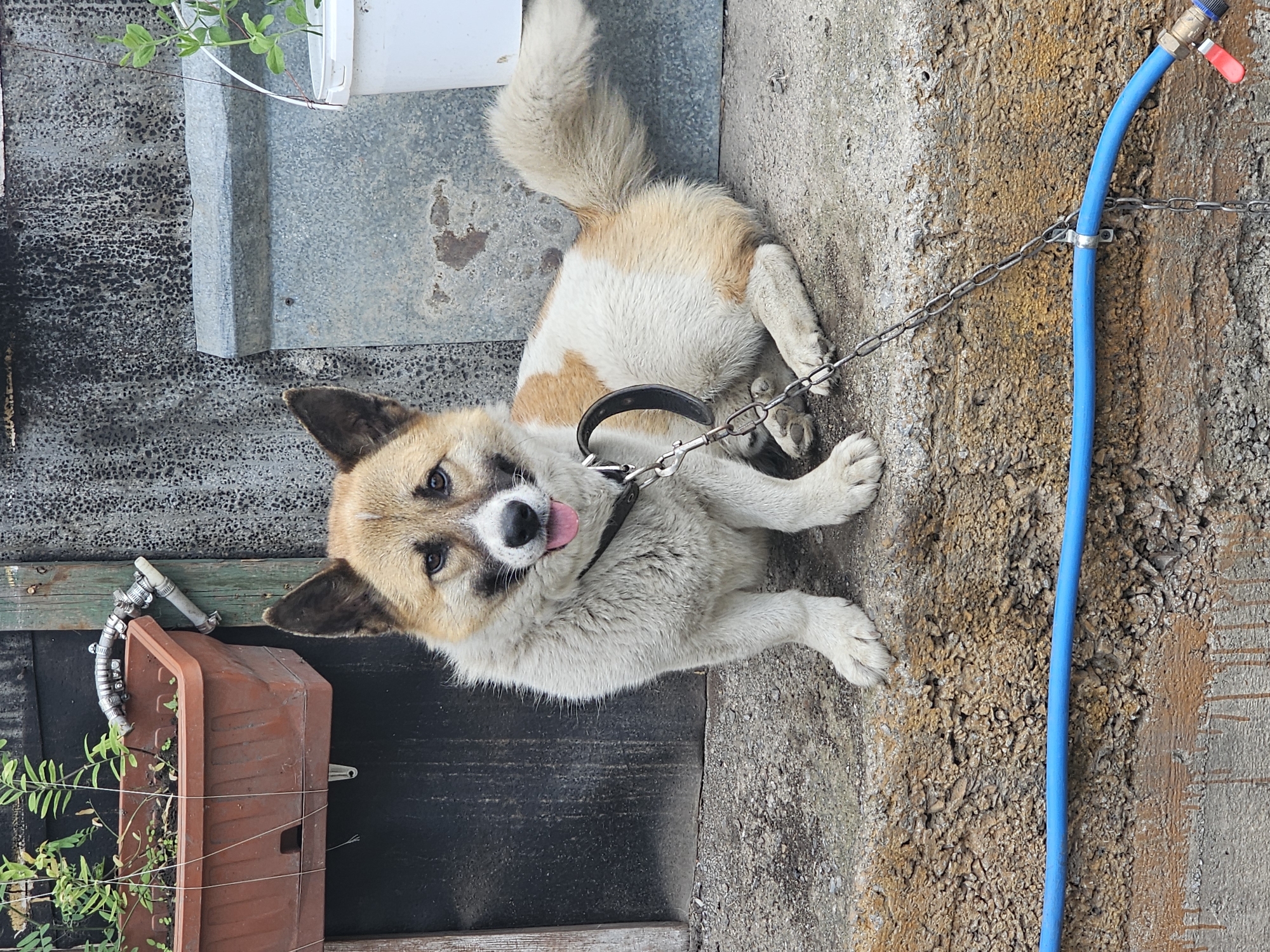 A medium-sized dog with tan and white fur sits on a concrete step outdoors. The dog is wearing a black collar and a chain leash, which is secured to a blue pipe running horizontally across the lower portion of the frame. The dog has its tongue sticking out slightly and is looking towards the camera. In the background, there is a textured, weathered wall, a dark wooden door, and a planter box with greenery. The scene appears to be in a yard or alleyway. This image was taken in the city of Nakhodka, Russia.