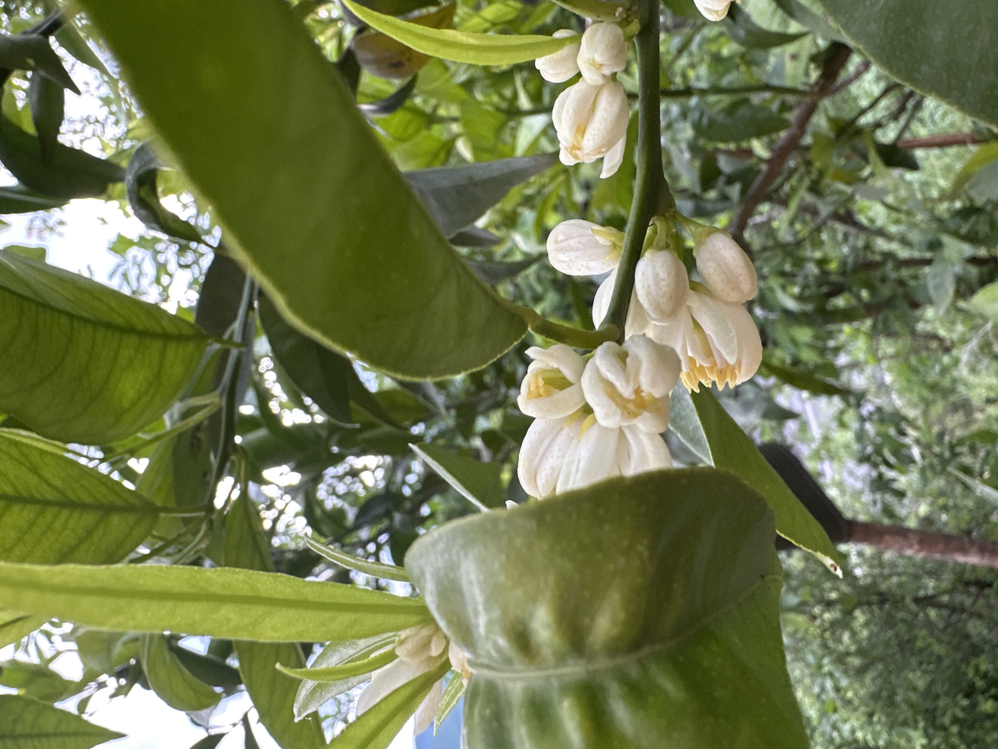 A close-up shot taken from a low angle captures a cluster of white citrus blossoms and lush green leaves. The blossoms are small and delicate, with yellowish centers that appear to be the stamens. The leaves are long, slender, and vibrant green, with some curving and overlapping. The background is filled with more green foliage and branches, with hints of bright, dappled light suggesting an outdoor setting. The location is Unknown, Unknown. There is no evidence of people or actions in the scene.