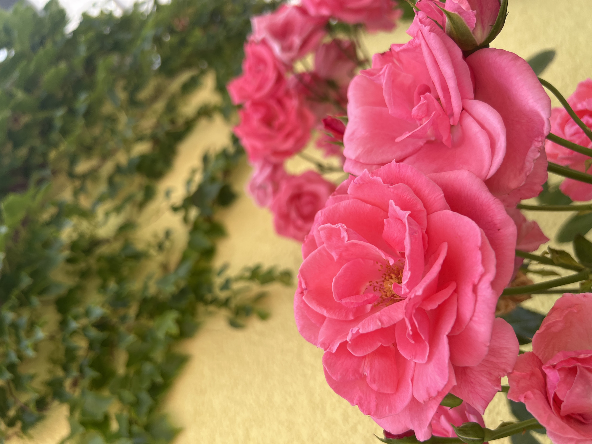 This image depicts a cluster of vibrant pink roses in bloom, with a yellow wall and green ivy in the background. The focus is on the foreground roses, which are richly detailed, showcasing their delicate petals and stamen. The background elements, including the ivy-covered wall, are softly blurred, creating a sense of depth. No people or specific landmarks identifying Freising, Germany are visible in the image.