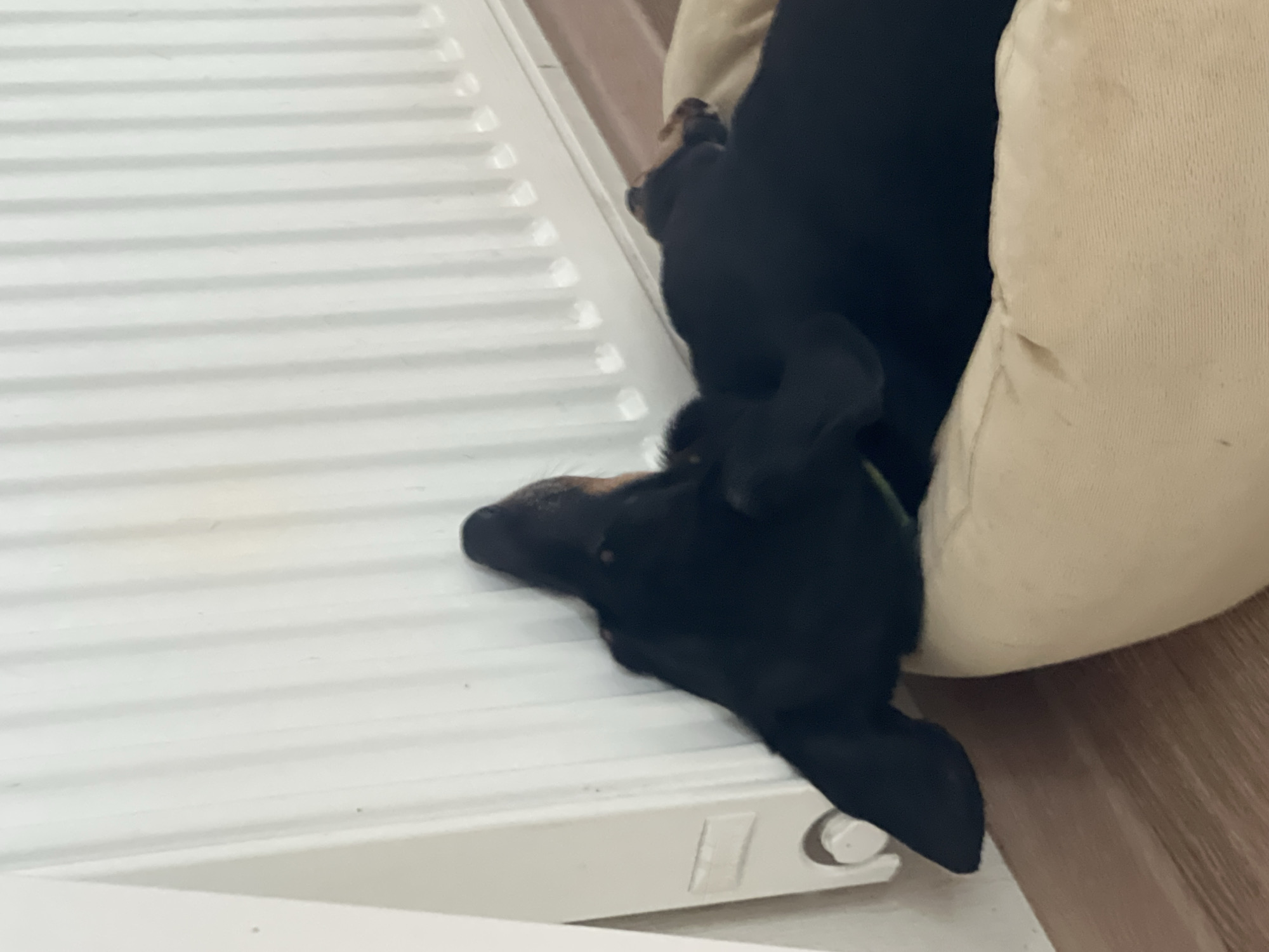 A black dachshund is lying with its head on a white radiator. The dog is partially in a beige dog bed. The radiator and dog bed are situated on a light brown wooden floor. The location appears to be indoors, but there are no other indicators of the specific location within Saint Petersburg, Russia.