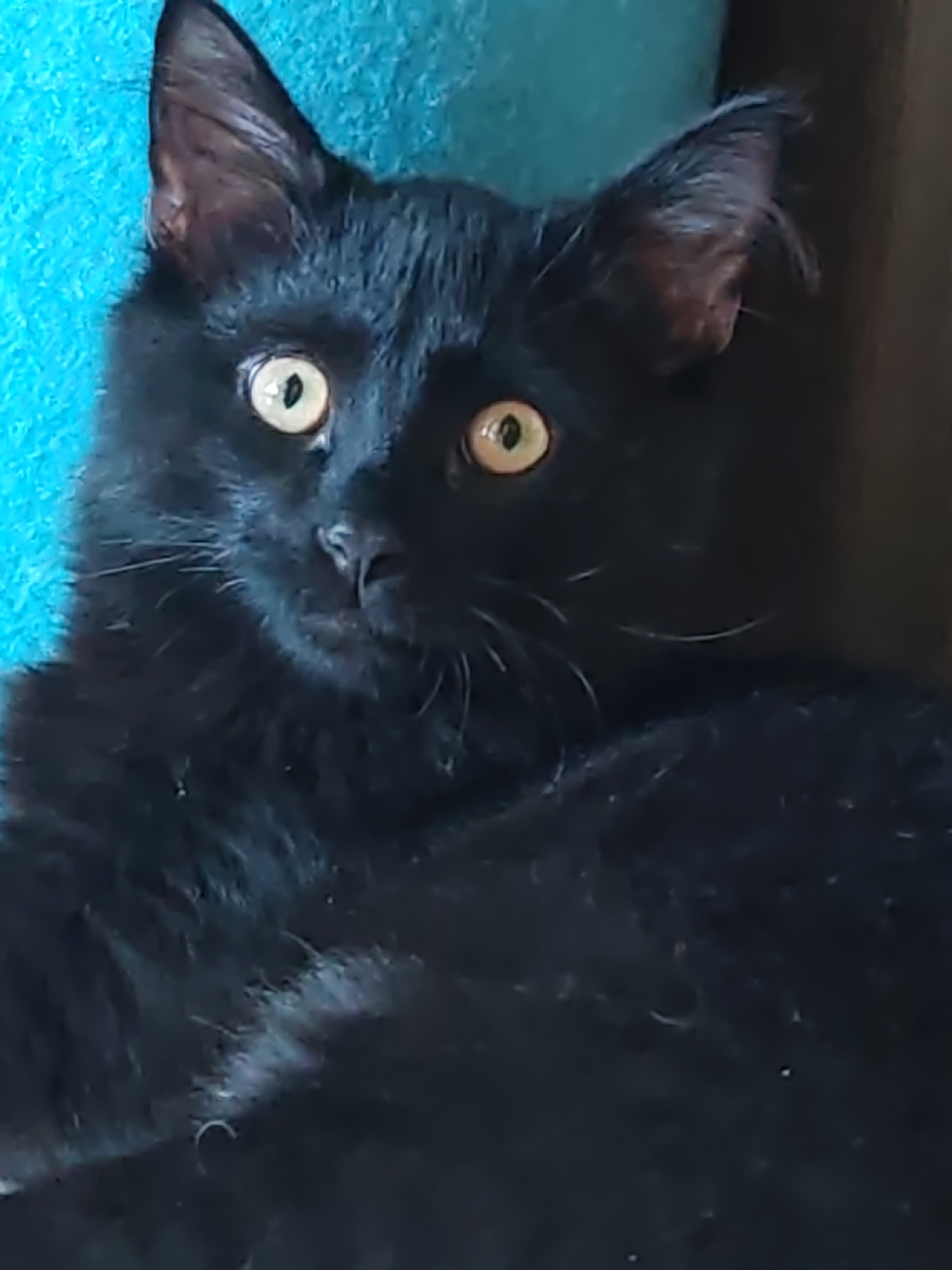A close-up, head-on shot shows a black cat with large, yellow eyes against a textured blue background. The cat's fur is dark and slightly fluffy. The cat is looking directly at the camera. The overall lighting is dim, with the cat's face being the brightest illuminated part of the image. The background appears to be a piece of fabric with a woven texture.