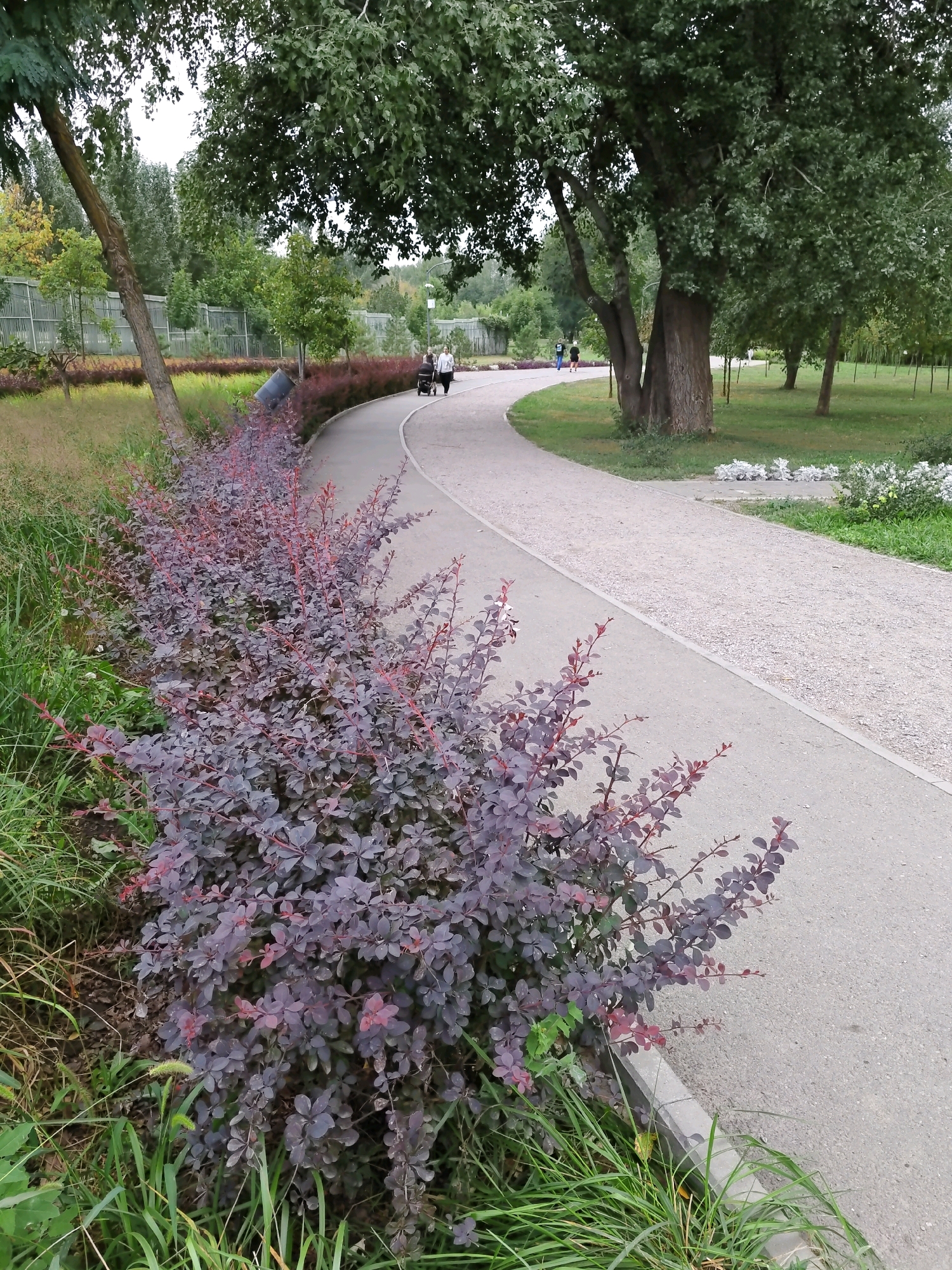 The image shows a paved pathway curving through a park. On the left, a row of low-lying, dense bushes with dark purple leaves are planted along the edge of the path. Tall green grass grows on the other side of the bushes. In the background, trees with green foliage and a metal fence are visible. Two people, one pushing a stroller, are walking along the path in the distance. The scene appears to be set in an urban park with well-maintained landscaping.