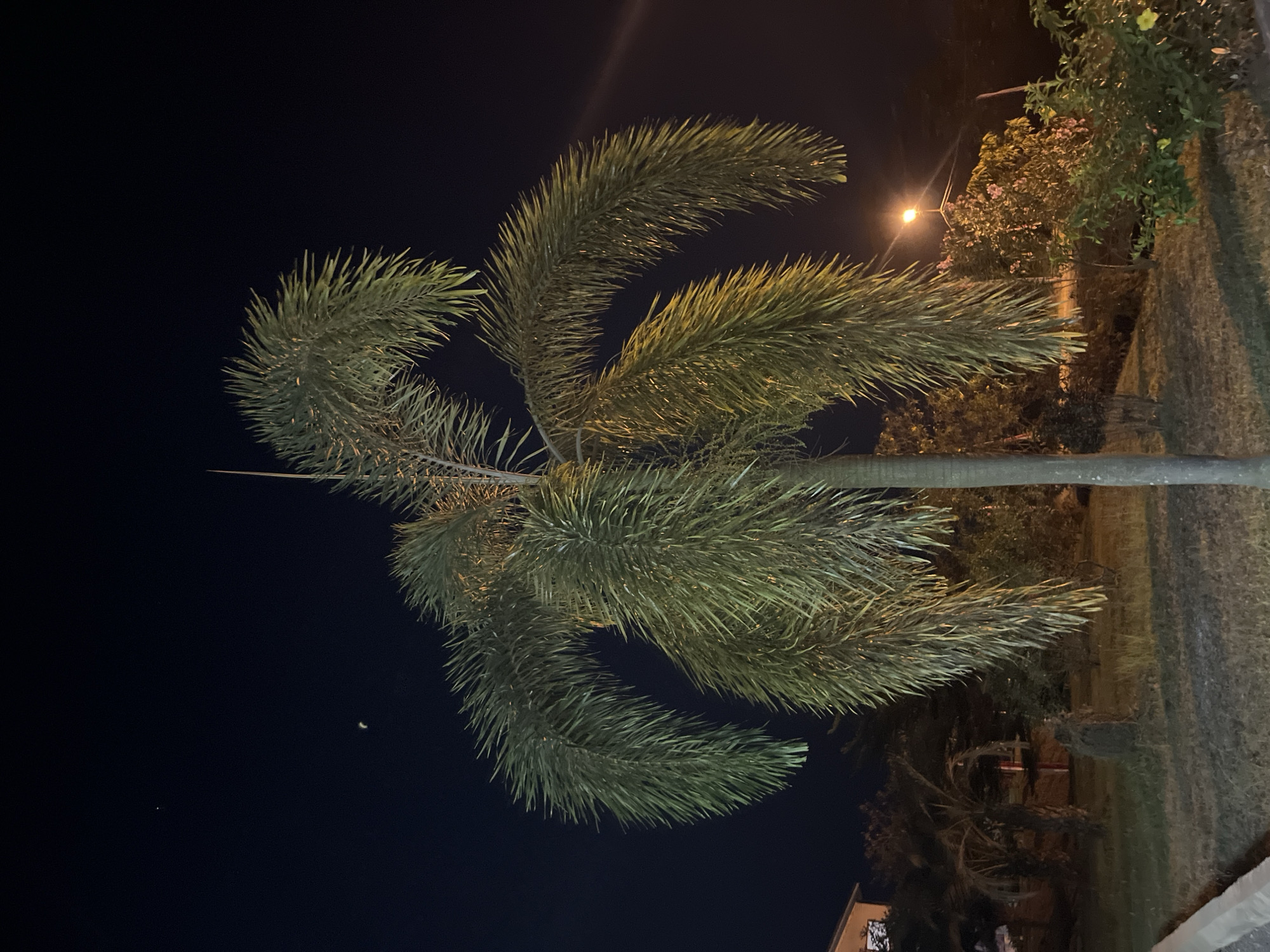 This is a night-time photograph of a palm tree in the city of Lalampu, Indonesia. The palm tree, with its distinctive fronds, is the central subject, illuminated by artificial lighting. In the background, other trees and foliage are visible, along with a street lamp casting a warm glow. A building is partially visible on the left side of the frame. The sky is dark, with a crescent moon and a distant star visible. The ground is covered with grass and dry leaves. The scene appears to be a public space, possibly a park or a street.