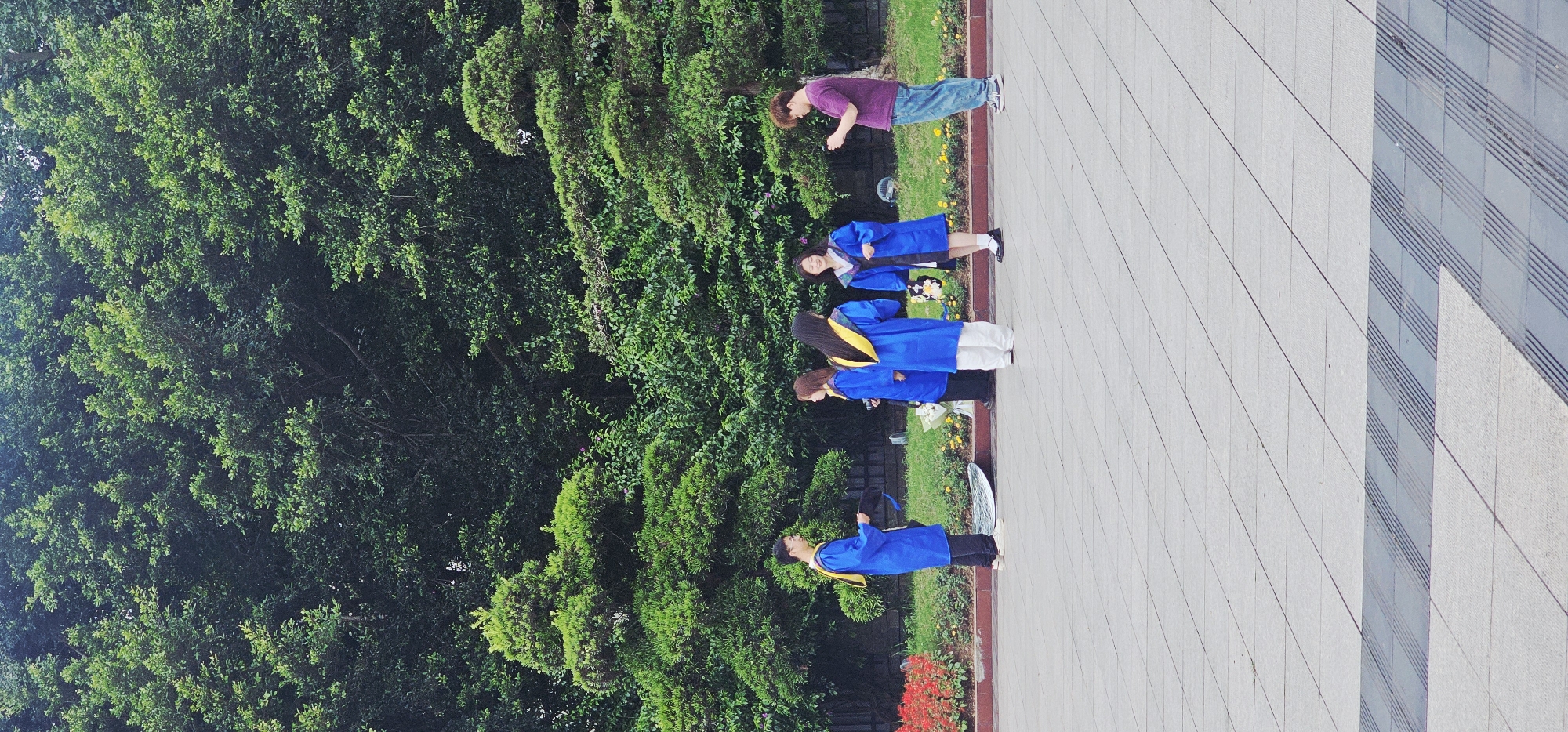 The image captures an outdoor scene in what appears to be a campus or park setting, specifically in Chongqing High-tech Zone, China.
**Subjects:** The primary subjects are five individuals, seemingly young adults. Four of them are dressed in blue graduation gowns; one of these graduates also wears a yellow academic sash. Another person is wearing a purple t-shirt and blue jeans.
**Activity or event:** The presence of graduation gowns suggests a graduation ceremony or a celebratory photoshoot related to graduation. The individuals are standing on a paved area, interacting, with one graduate in the foreground smiling towards the camera.
**Scene and Setting:** The scene is divided into distinct areas. To the left, there's a lush, dense expanse of green trees and bushes, indicating abundant natural foliage. A strip of green grass separates this greenery from a light-colored paved pathway where the people are standing. To the right, a modern building is visible, characterized by a grid-like pattern on its facade, possibly tiles or panels, and sections of reflective windows. The pavement in the foreground is light grey with distinct lines.
**Notable details:** The time of day appears to be daytime, with soft, diffused lighting suggesting either an overcast sky or a time of day with less direct sunlight. No harsh shadows are visible. The mood conveyed by the smiling graduate is celebratory. There is no visible text in the image.