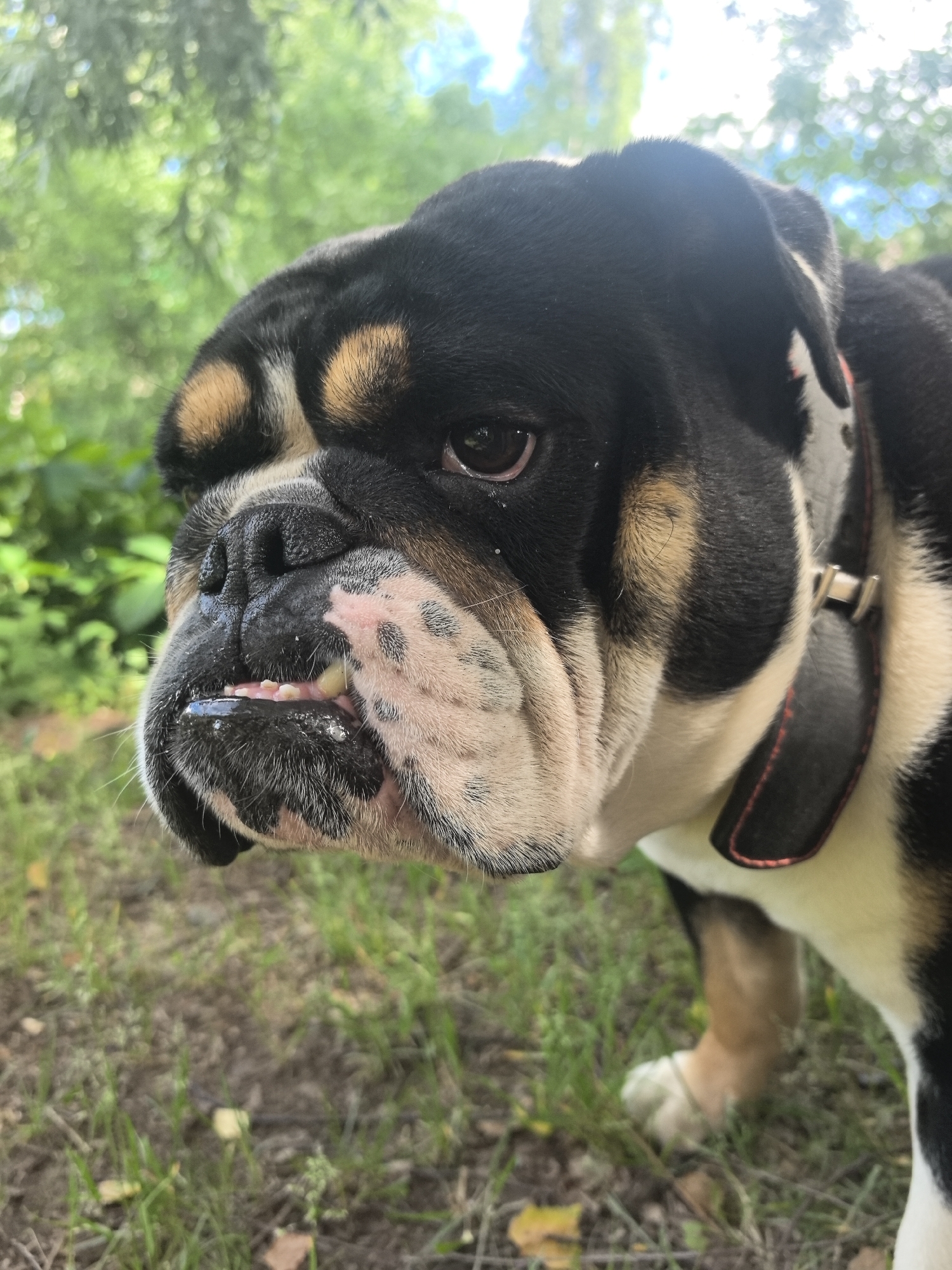A tri-colored bulldog is outdoors, its head and upper body are in focus, with a shallow depth of field blurring the background. The dog is looking to the left of the frame with its mouth slightly open, revealing teeth and a wet snout. It is wearing a black collar with red stitching. The background consists of green foliage and some dry ground with patches of grass. The image appears to have been taken during the daytime.
