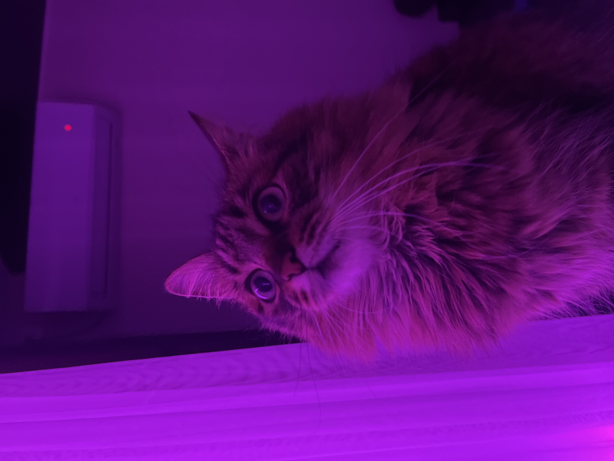 The image shows a medium-long-haired cat with tabby markings, illuminated by purple light. The cat is looking upwards and slightly to the left, with its mouth slightly open and its whiskers prominent. In the background, a white air conditioning unit is mounted on a purple wall, with a small red indicator light visible. To the left of the cat, a purple translucent curtain or fabric is present. The scene appears to be indoors. There is no information in the image to suggest a specific location in the city of Babruysk, Belarus.
