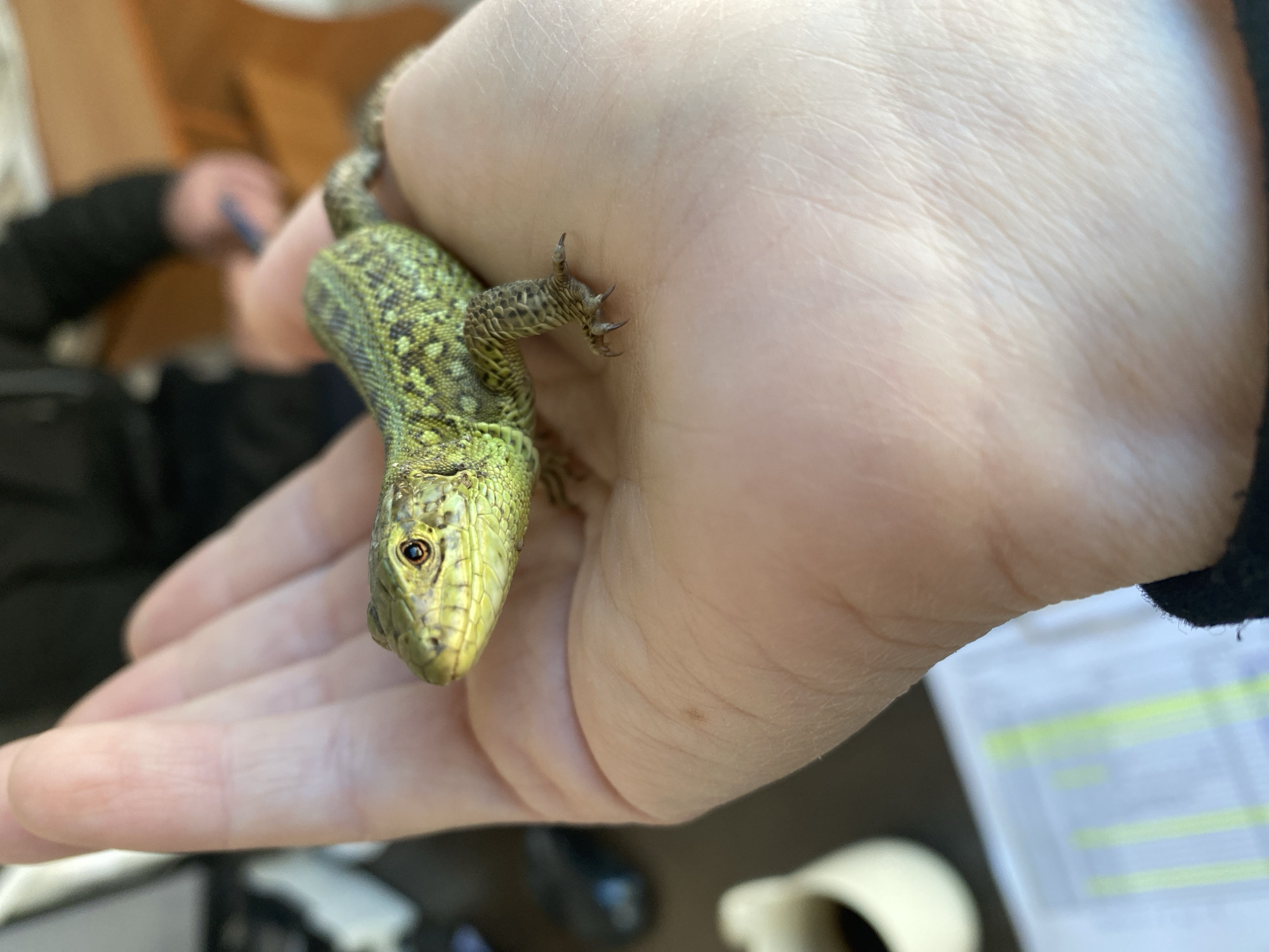 A small, vibrant green lizard with mottled dark patterns on its back is prominently featured, resting in the open palm of a person's hand. The lizard's head is a brighter lime green, showcasing a distinct eye with a dark pupil and golden-brown iris. Its scaly skin texture is clearly visible across its body and head. Sharp, pointed claws are evident on its feet, lightly gripping the hand.
The human hand holding the lizard is pale, with visible skin creases and fine lines. One close-up crop reveals a small, light brown spot or freckle on the palm. The lizard appears calm and stationary, suggesting it is being observed or held gently.
The background is soft and out of focus, indicating an indoor setting. Blurred elements in the background include what appears to be another person, partially visible and indistinct, and papers on a surface. Some of these papers exhibit lines and faint yellow highlighting, though no specific text is legible. Another blurred white object, possibly a roll of tape or a cup, is also visible. The lighting is bright and even, consistent with daytime conditions. The overall scene conveys a sense of calm observation of the reptile. The event takes place in an indoor environment.