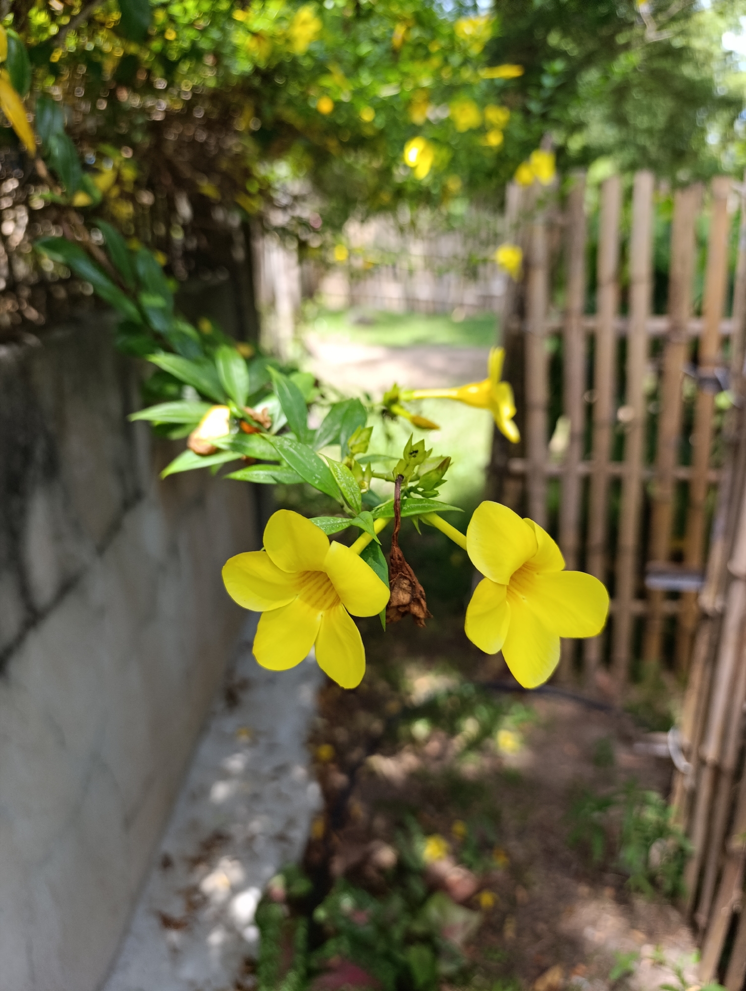 In an outdoor scene, two bright yellow flowers are in the foreground, one slightly out of focus to the left and the other in sharp focus to the right. Both flowers have five petals and a trumpet-like shape. They are attached to a green stem with some green leaves. To the left, a gray concrete wall runs along the edge of the scene. To the right, a bamboo fence, with vertical slats, creates a boundary. The background is blurred, showing hints of green foliage, more yellow flowers, and a dirt path. The lighting suggests it is daytime.