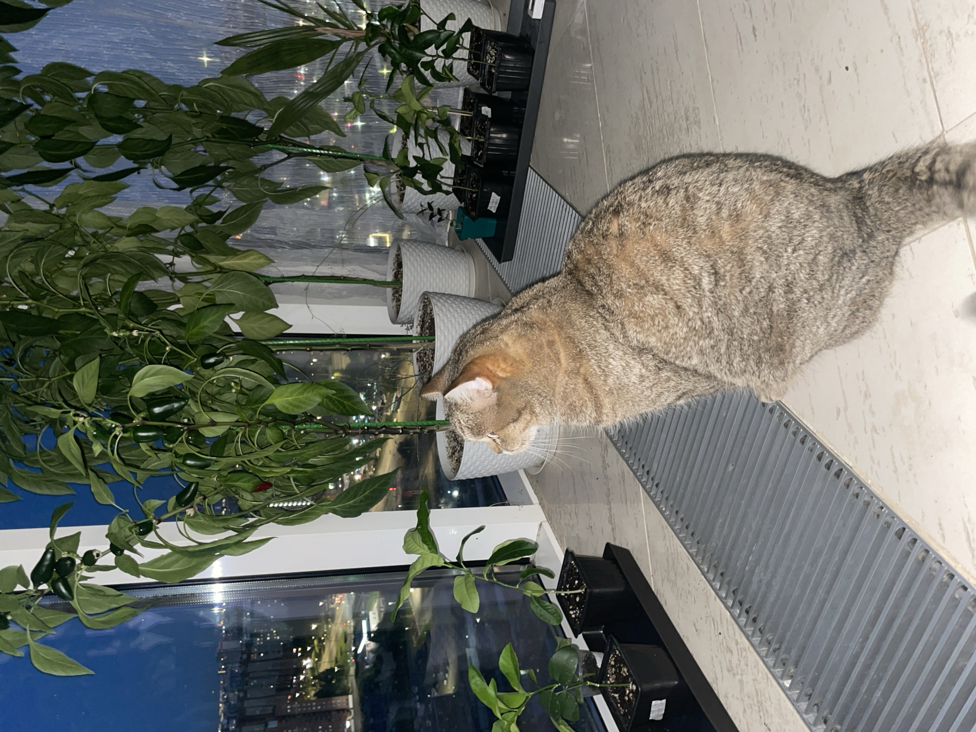 An adult, short-haired, tabby cat is sitting on a tiled floor, facing a large window. The cat is positioned to the right of the frame, its back to the viewer, and its head turned to the left, looking out the window. The window reveals a cityscape at dusk, with buildings and illuminated streets visible.
In front of the window, on a windowsill and on the floor, are several potted plants. To the left of the cat, two small potted plants with green leaves are visible. Further to the right, a series of smaller black pots containing young plants are arranged on a dark tray. Behind these, several larger white pots hold tall, leafy plants, including what appear to be pepper plants with visible green peppers.
The floor appears to be tiled with a light-colored, large-format tile. A grey, slatted metal grate runs horizontally across the lower portion of the image in front of the cat and the windowsill. The lighting in the scene is dim, suggesting it is evening or nighttime, with artificial lights from the city providing illumination through the window. There are no people present in the image. The overall setting suggests an indoor environment, likely an apartment or house, with the window offering a view of an urban landscape.