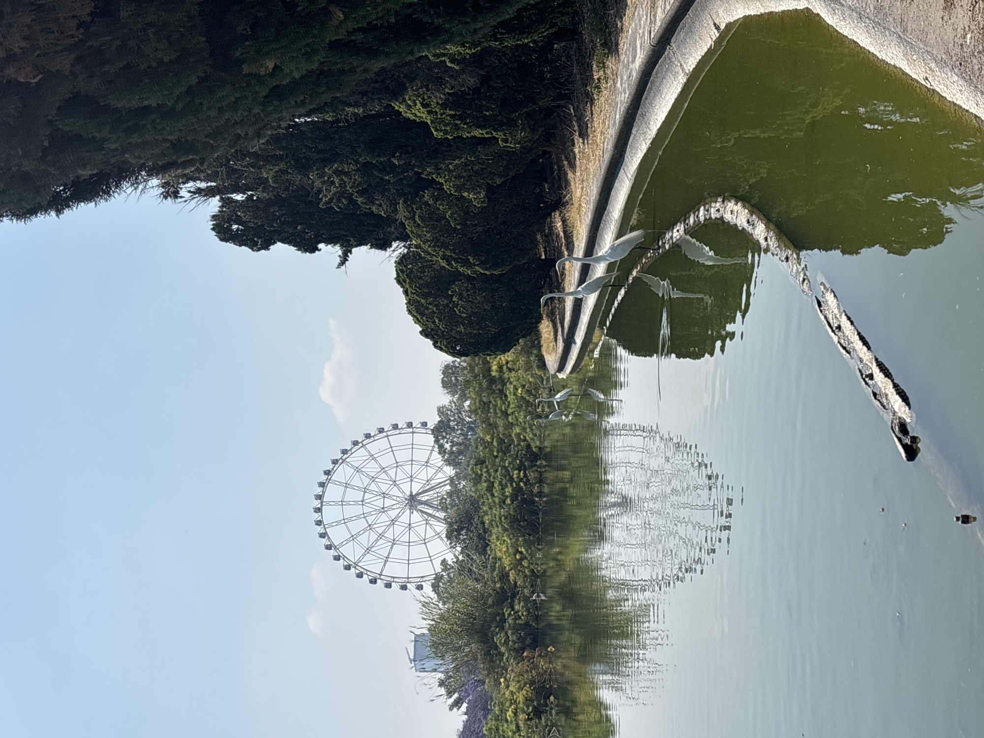 The image shows a Ferris wheel in the Chapultepec Park in Mexico City, Mexico. The wheel is reflected in the murky water of a pond. The pond has a concrete border and is lined with trees. There are several decorative heron statues standing on the edge of the pond. The sky is clear and blue.