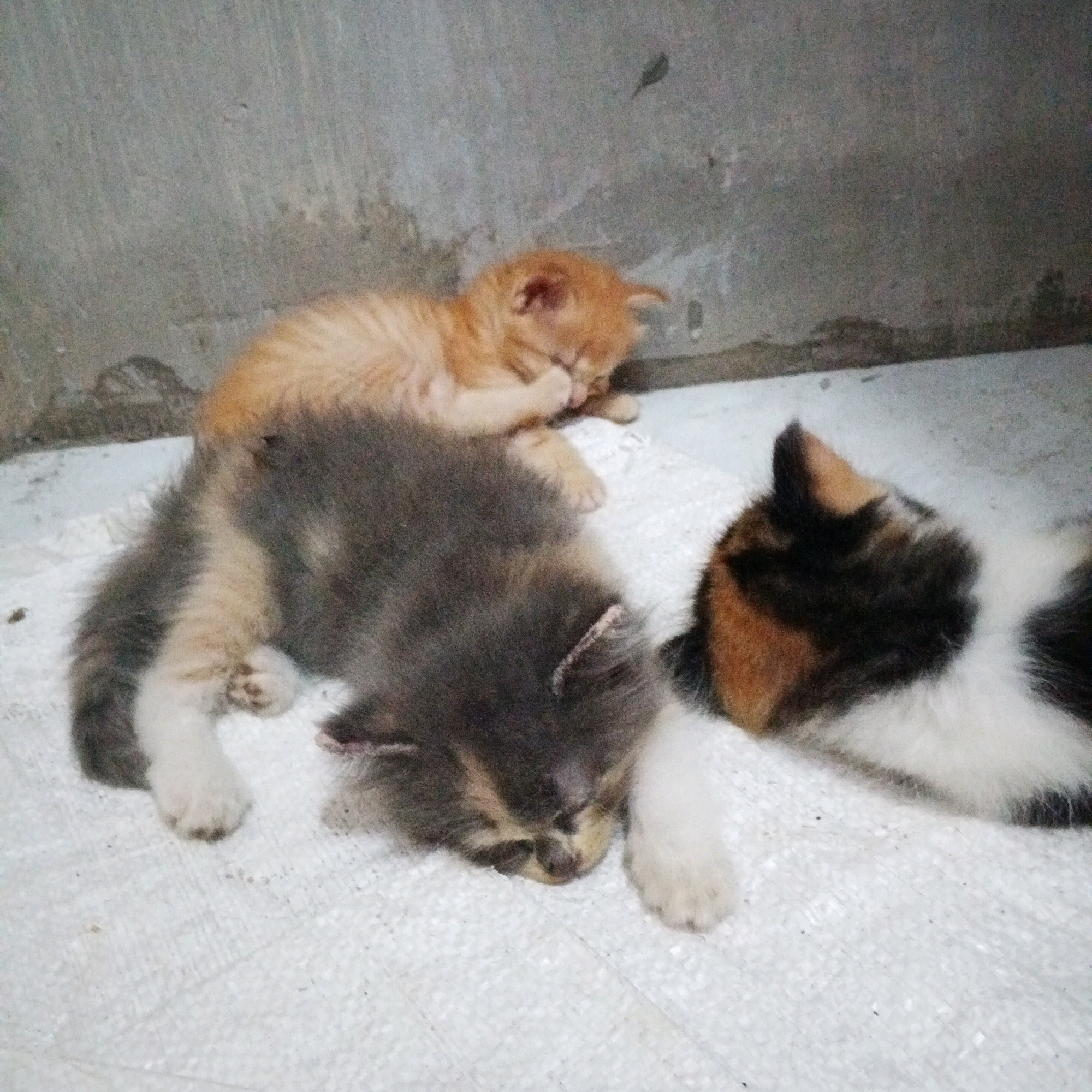 In Canggah, Indonesia, three kittens are sleeping on a white, textured surface, possibly a mat or cloth, against a plain, gray concrete wall. The kitten on the left is orange and lying on its side, with its head tucked into its paws. The middle kitten is a mix of gray and tan, also lying down, with its face partially visible. The kitten on the right has a calico pattern of black, white, and orange, and is lying on its side with its head turned away. The lighting is dim, casting soft shadows. The overall scene depicts a quiet moment of rest for the young felines in a simple, indoor environment.
