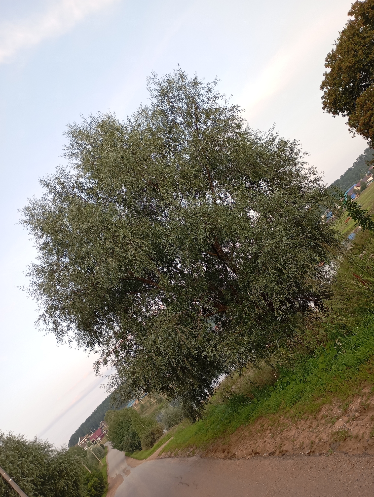 The image depicts a scene in the city of Fokino, Russia, characterized by a large, leafy tree dominating the foreground. The tree's branches, covered in small, elongated green leaves, extend across a significant portion of the frame. To the right of the tree, a dirt road curves away, bordered by a grassy incline. In the background, the terrain slopes downwards, revealing a cluster of houses with red and blue roofs. A dense line of trees forms a backdrop to the settlement, and the sky above is a pale, hazy blue with faint clouds. The overall impression is one of a rural or semi-rural setting within the city.