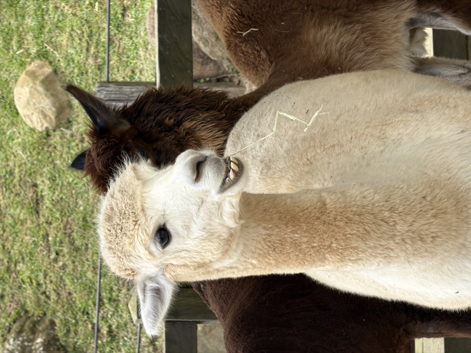 Two alpacas occupy most of the frame. The foremost alpaca has light beige wool and is chewing grass, displaying its lower teeth. The other alpaca, partially obscured, has dark brown wool and a pointed ear. They both stand on a wooden structure. A green grassy area with a rock sits in the background.