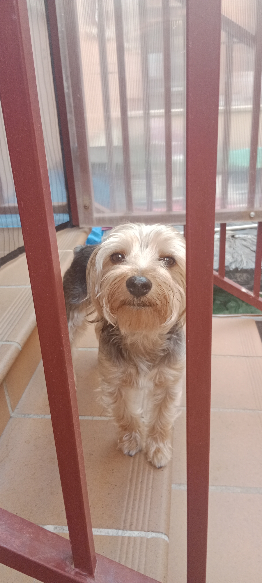 An indoor dog, identified as a Yorkshire Terrier, is the central subject of this medium shot. The dog is positioned behind a set of reddish-brown bars, looking directly at the camera. Its fur is a mix of tan and grey, with lighter fur around its face. A small blue ribbon is visible on its back, near its neck. The dog stands on a tiled floor, with a blurred background that includes a translucent corrugated material, suggesting an enclosed porch or patio area. The lighting indicates it is daytime, with natural light filtering in. The location is confirmed as Galapagar, Spain.