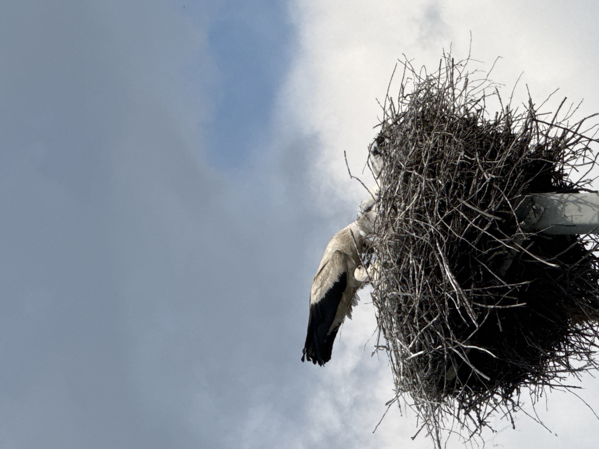 The image shows a low-angle view of a large stork nest built on a structure, likely a utility pole, against a cloudy sky. A stork's wing, featuring black and white feathers, is prominently visible hanging down from the nest. The nest itself is a dense, chaotic mass of twigs and branches. The sky is a mixture of light and dark gray clouds, with a small patch of brighter blue visible in the upper left. The overall impression is one of a natural scene in an outdoor setting, possibly during the daytime, given the brightness of the sky. No people or text are visible. The location context provided is Чэрвень, Belarus.