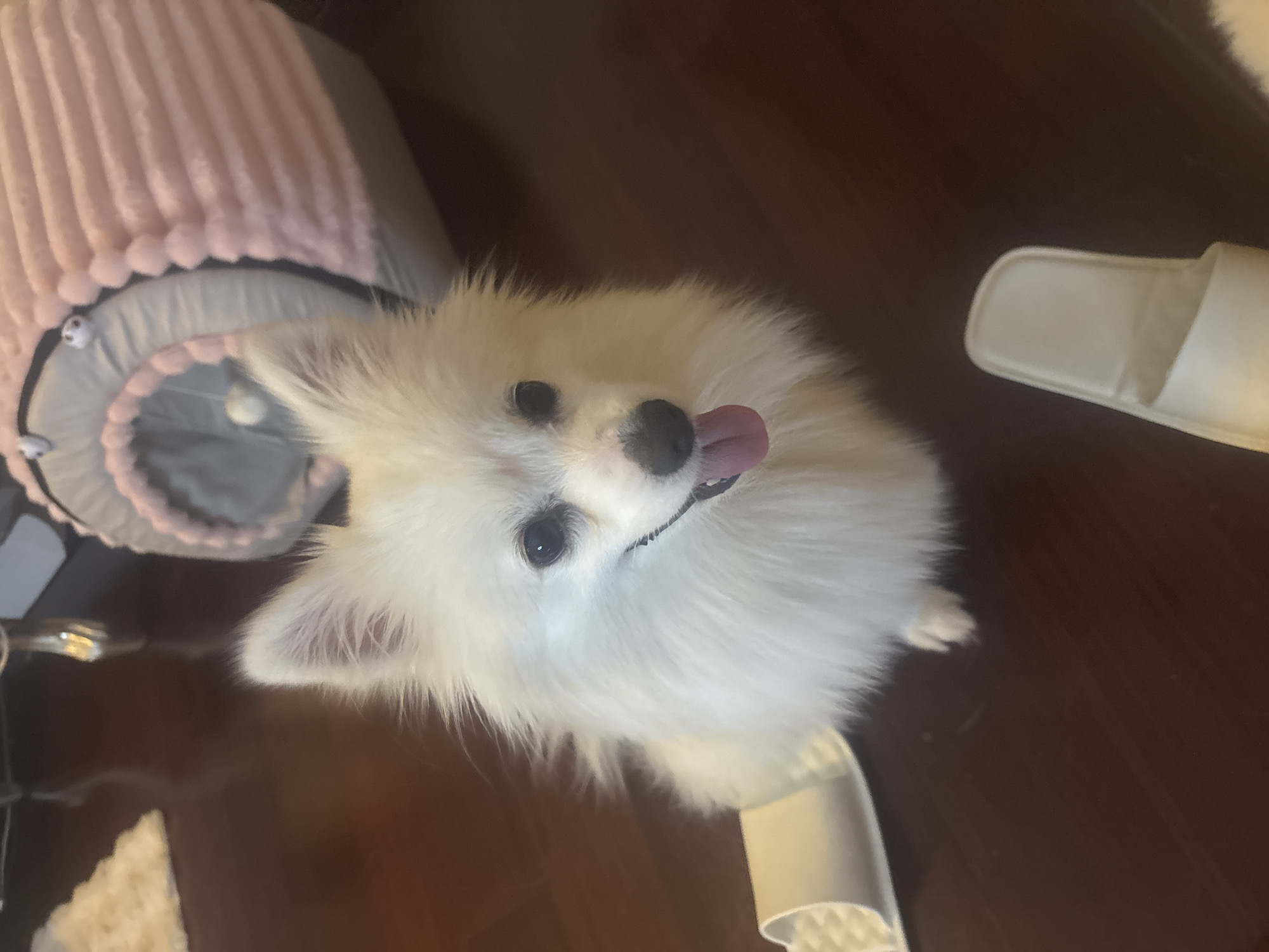 In Nanhai District, China, a fluffy white Pomeranian dog with a pink tongue hanging out sits on a dark wooden floor. The dog is positioned in the center of the frame, looking upwards. To the left of the dog, a white slipper lies on its side. In the background, a pink and grey pet bed with a circular opening is visible. The overall environment appears to be an indoor setting.