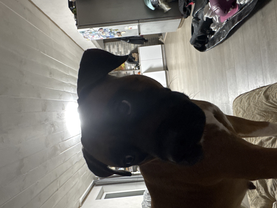 A forensic examination of the image reveals an interior scene, likely a residential room, with a brown Boxer-type dog prominently featured in the foreground. The dog, largely silhouetted due to backlighting, has short brown fur with visible white markings on its chest and is positioned with its front paws resting on a light-colored, textured surface. Its dark eyes are directed towards the camera. The specific location within the city of Chaikovsky, Russia, cannot be determined from the visual information provided; however, the environment suggests an indoor domestic setting.
The room features light-colored plank flooring and a slatted, light-colored ceiling. A bright light source is visible at the top center of the frame, contributing to the dog's silhouette. In the background to the right, a silver-toned, two-door refrigerator covered with numerous magnets and papers is visible next to a section of wall with a light-colored brick pattern. Below the refrigerator, discarded clothing items are piled. Further to the left, a white, two-door cabinet stands against a wall. A dark, open bag or case containing various items, including a pink object, rests on the floor in the mid-foreground to the right. To the left, a window or door frame reveals a darker interior space beyond. No human figures are present within the frame.